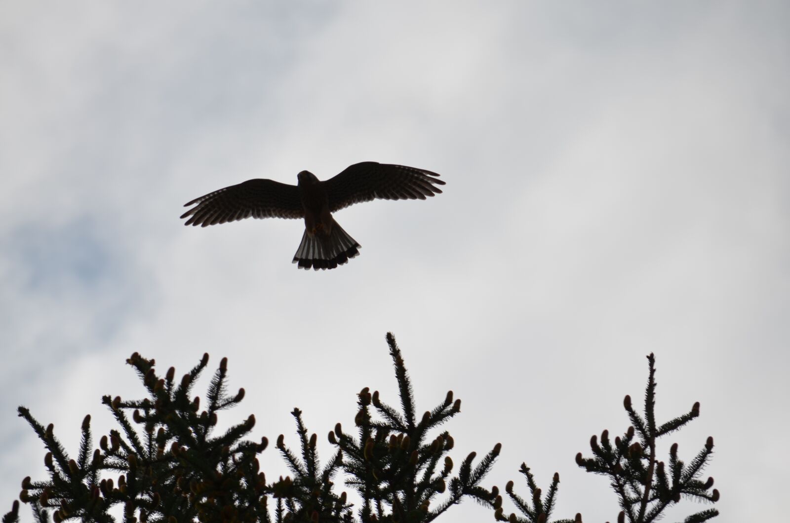 Nikon D5100 sample photo. Falcon, kestrel, bird photography