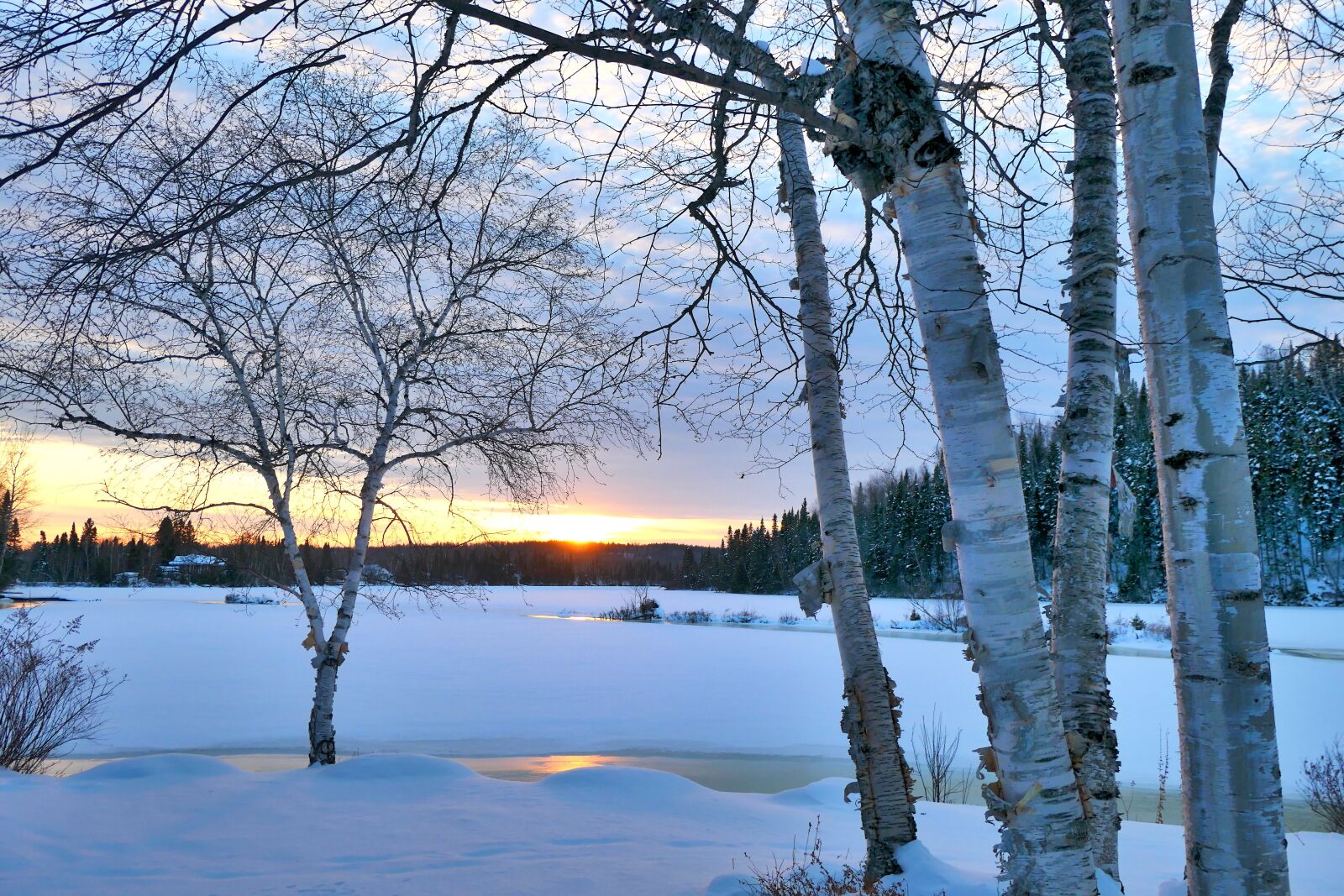 Panasonic DC-ZS200 sample photo. Landscape, winter, trees photography