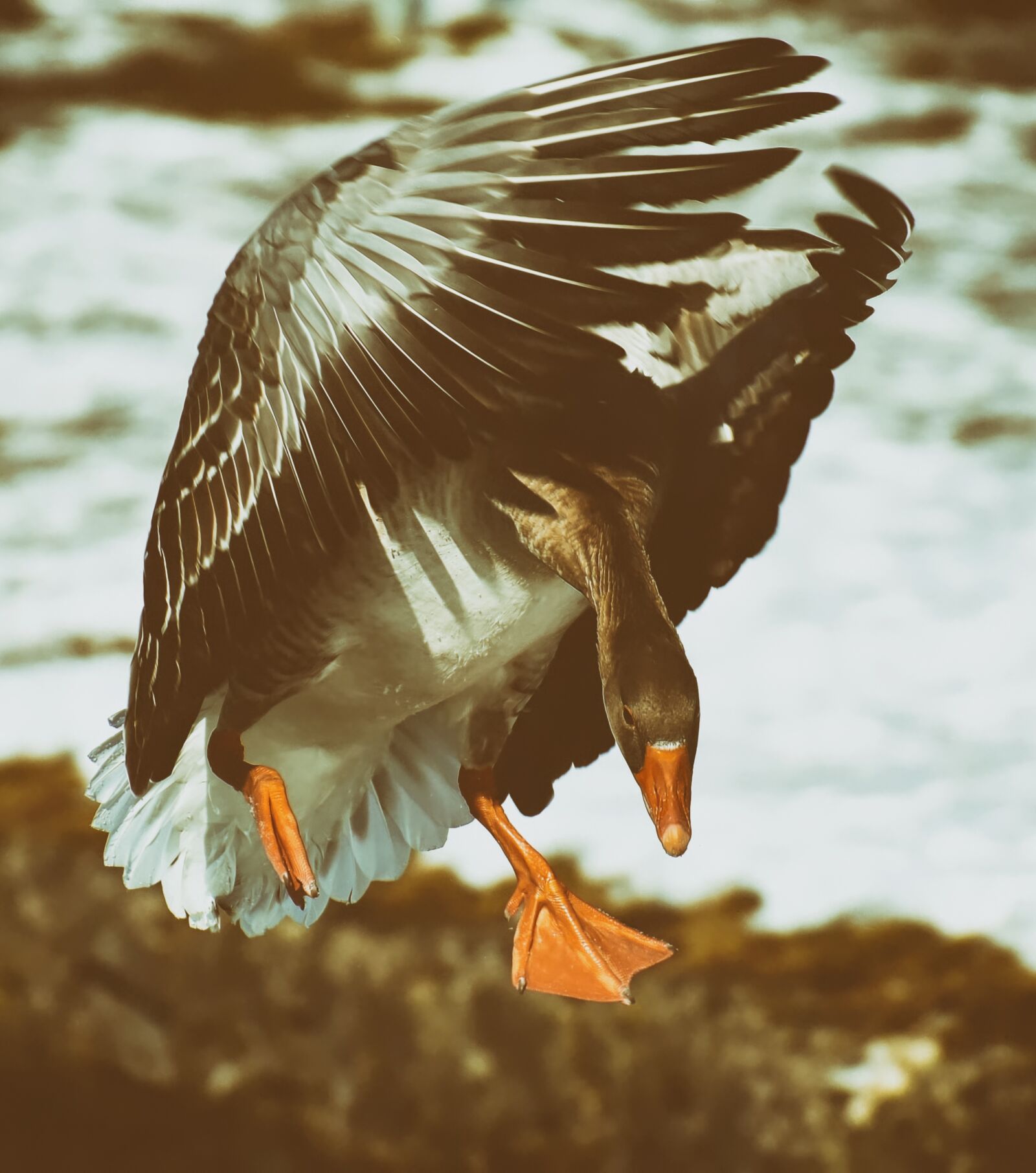 Nikon D7200 sample photo. Goose, flying, flight photography