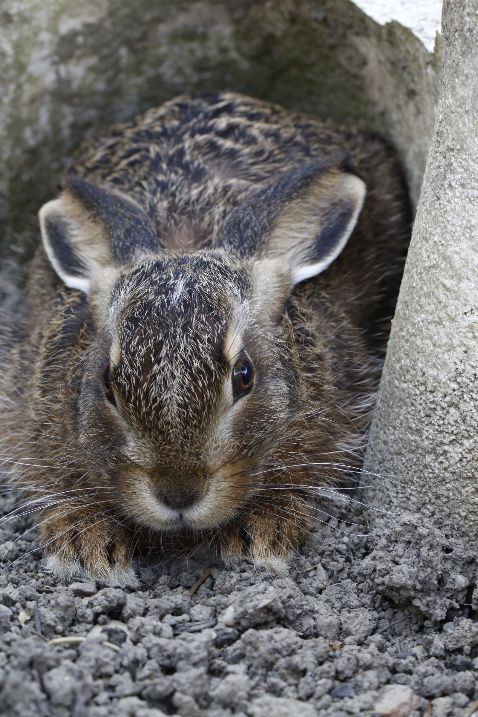 Canon EF 100mm F2.8L Macro IS USM sample photo. Hare, meister lampe, nature photography