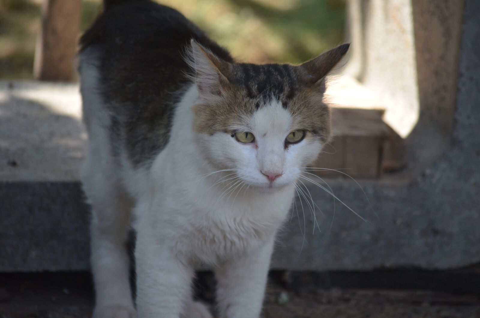 Nikon D5100 sample photo. Cat, gray, animals photography