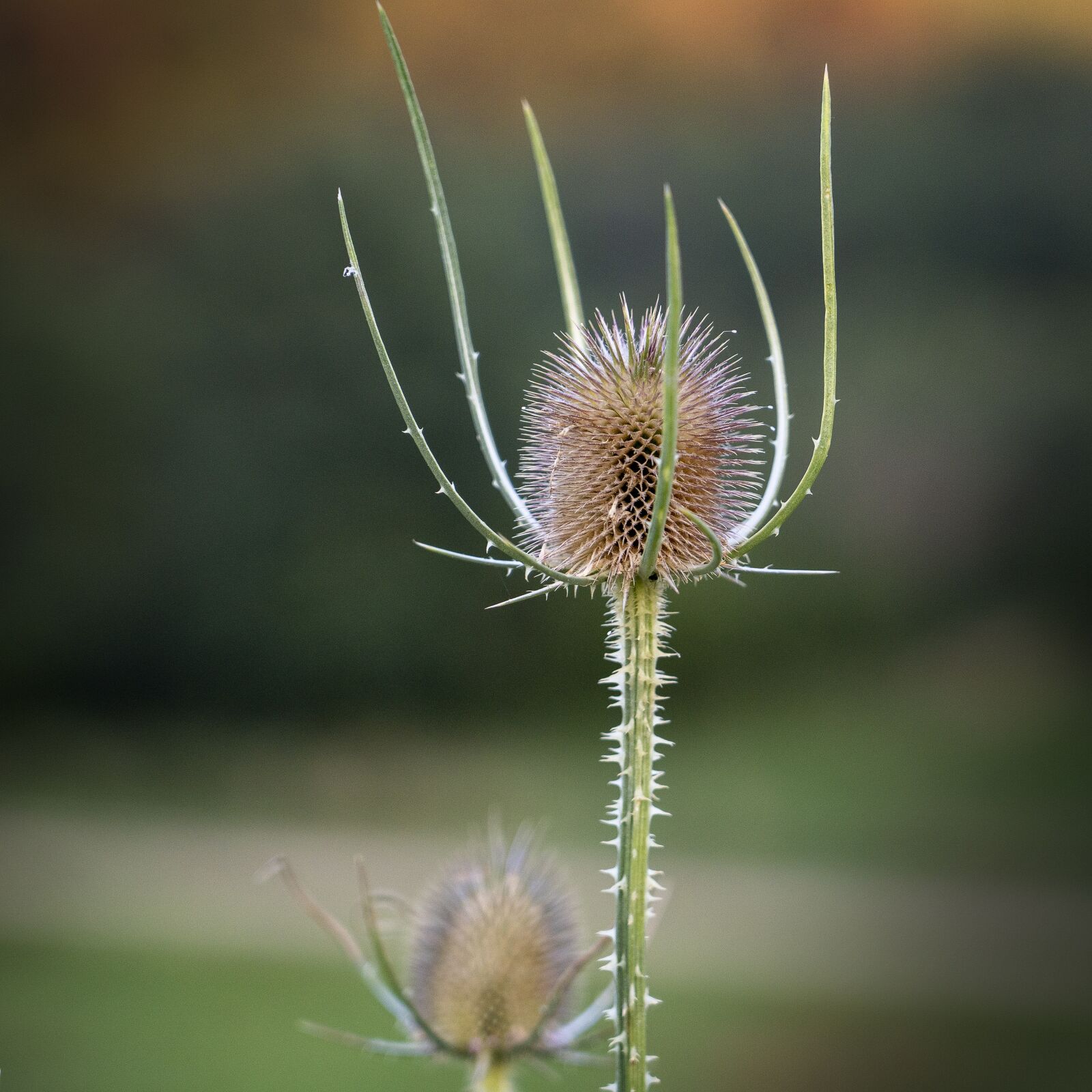 Sony a7 III sample photo. Thistle, plant, thorny photography