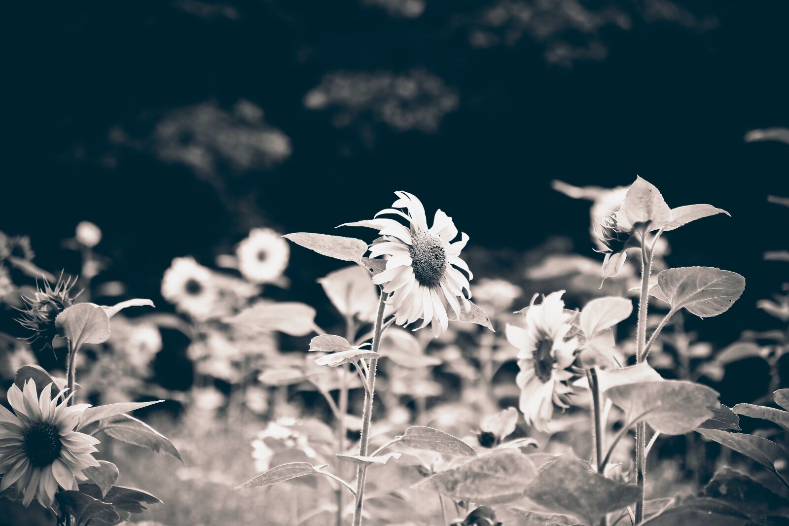 Olympus OM-D E-M10 sample photo. Flower, sunflower, nature photography