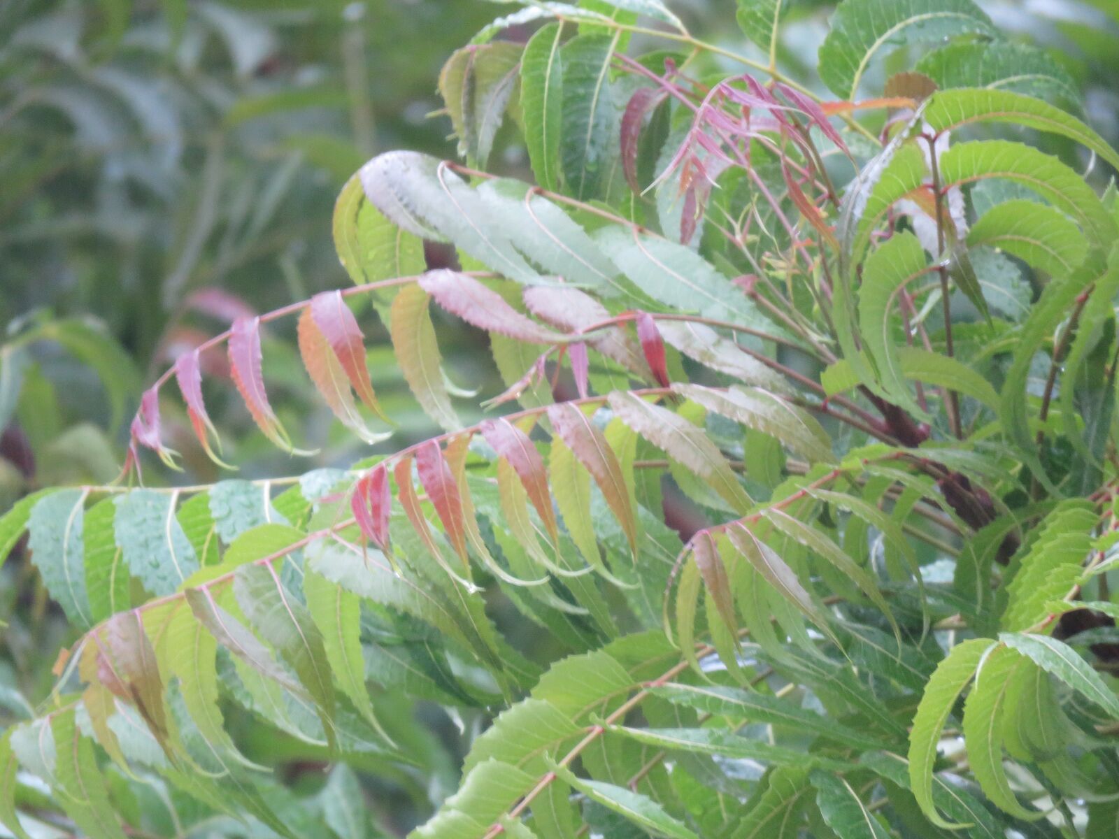 Canon PowerShot SX60 HS sample photo. Raining, nature, neem tree photography