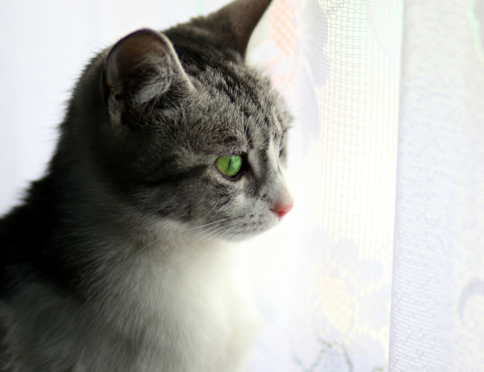 Canon EF 85mm F1.8 USM sample photo. Cat, about, window photography