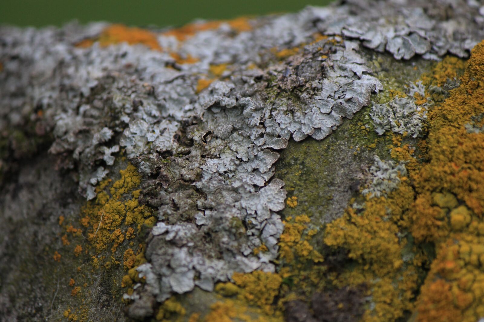 Canon EOS 1100D (EOS Rebel T3 / EOS Kiss X50) sample photo. Lichen, moss, rock photography