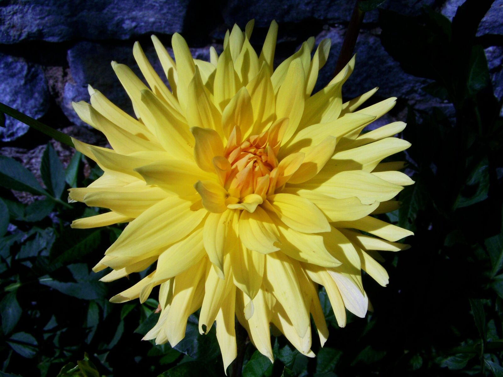Kodak EASYSHARE ZD710 ZOOM DIGITAL CAMERA sample photo. Dahlia, yellow flower, summer photography