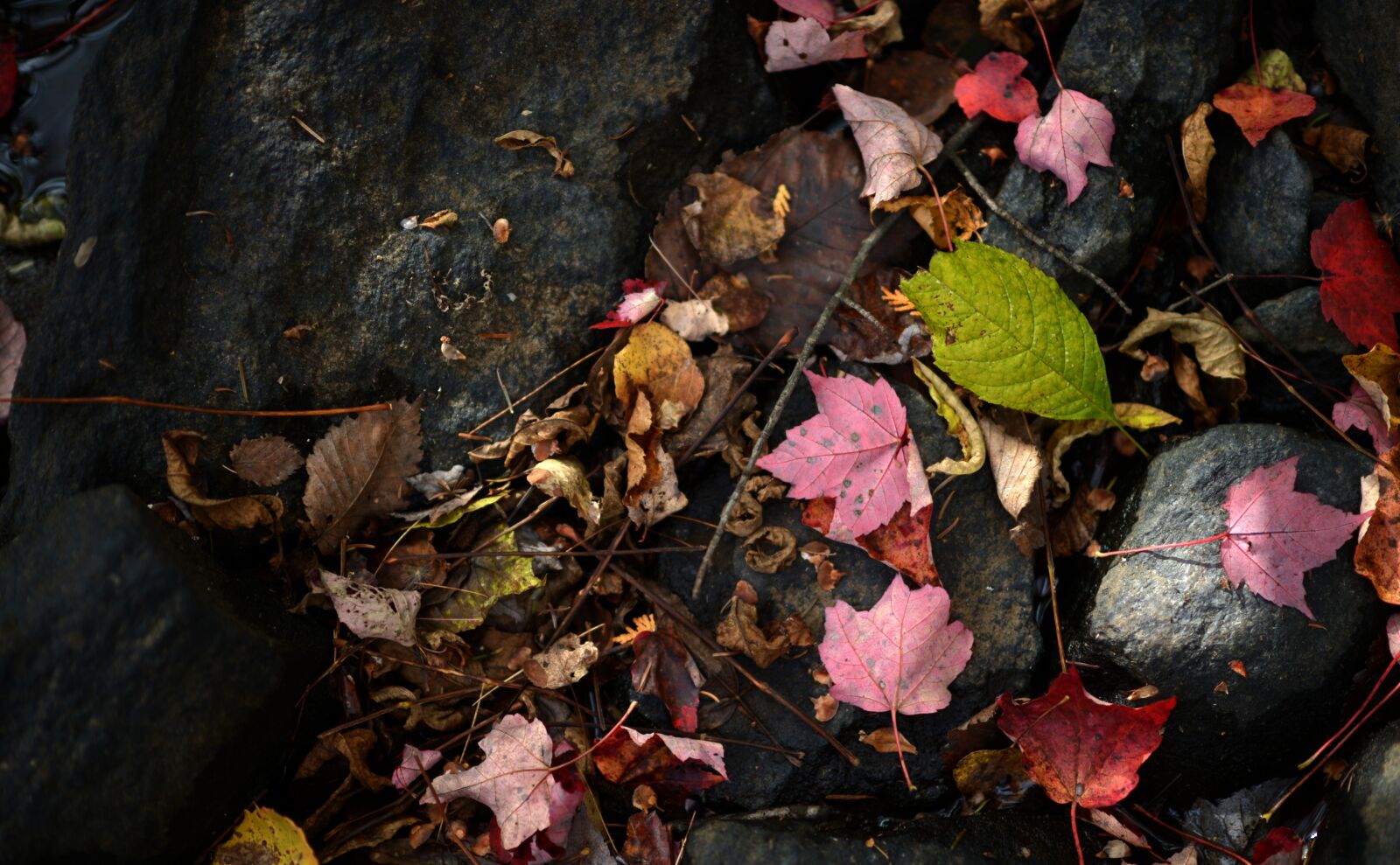 Nikon D4 sample photo. Leaf, leaves, autumn photography