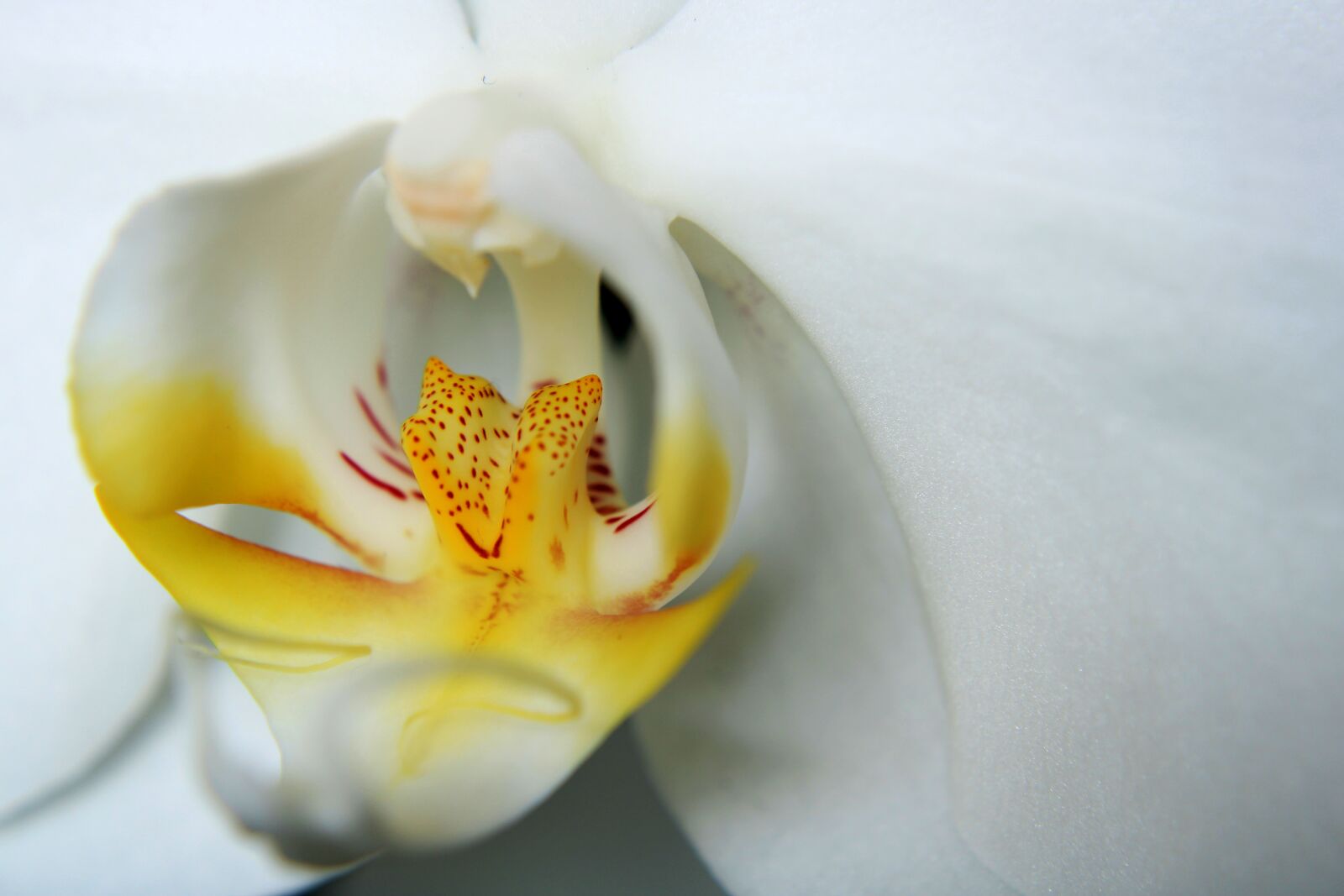 Canon EOS 2000D (EOS Rebel T7 / EOS Kiss X90 / EOS 1500D) sample photo. Orchid, ornamental plant, orchidaceae photography