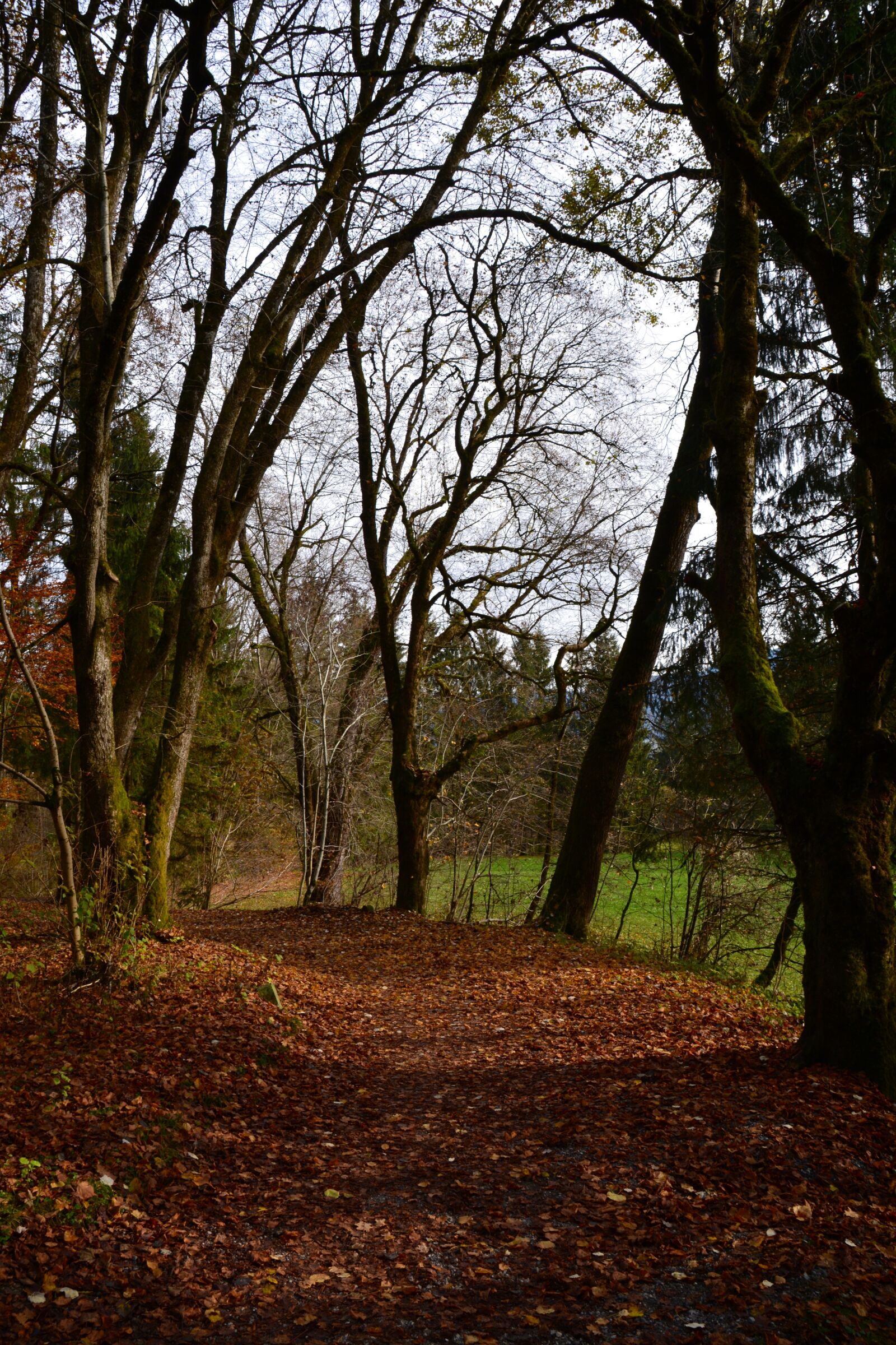 Nikon D5200 sample photo. Autumn, leaves, forest photography