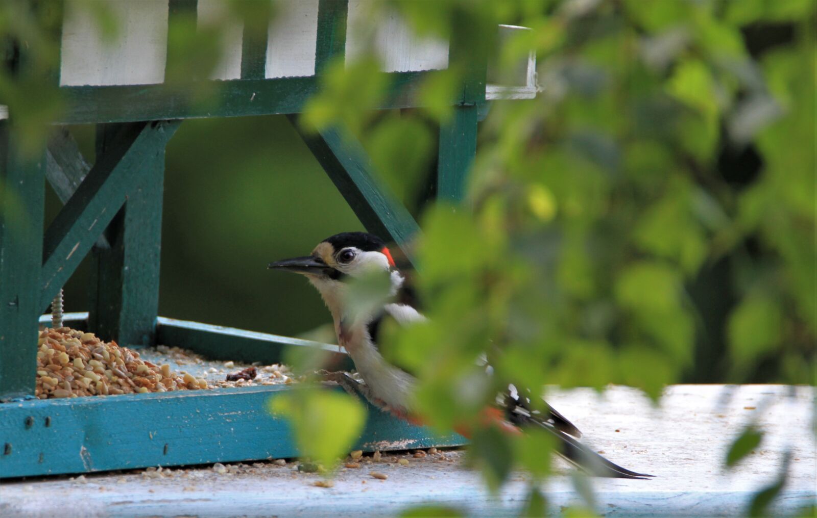 Canon EOS 7D sample photo. Great spotted woodpecker, feeding photography