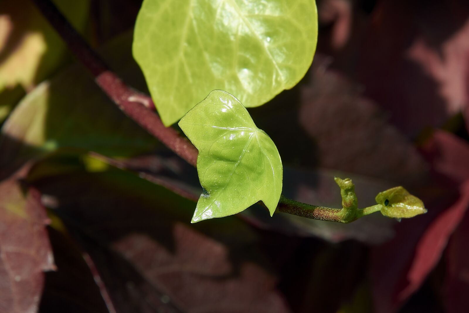 Nikon D7200 sample photo. Leaves, autumn, colorful photography