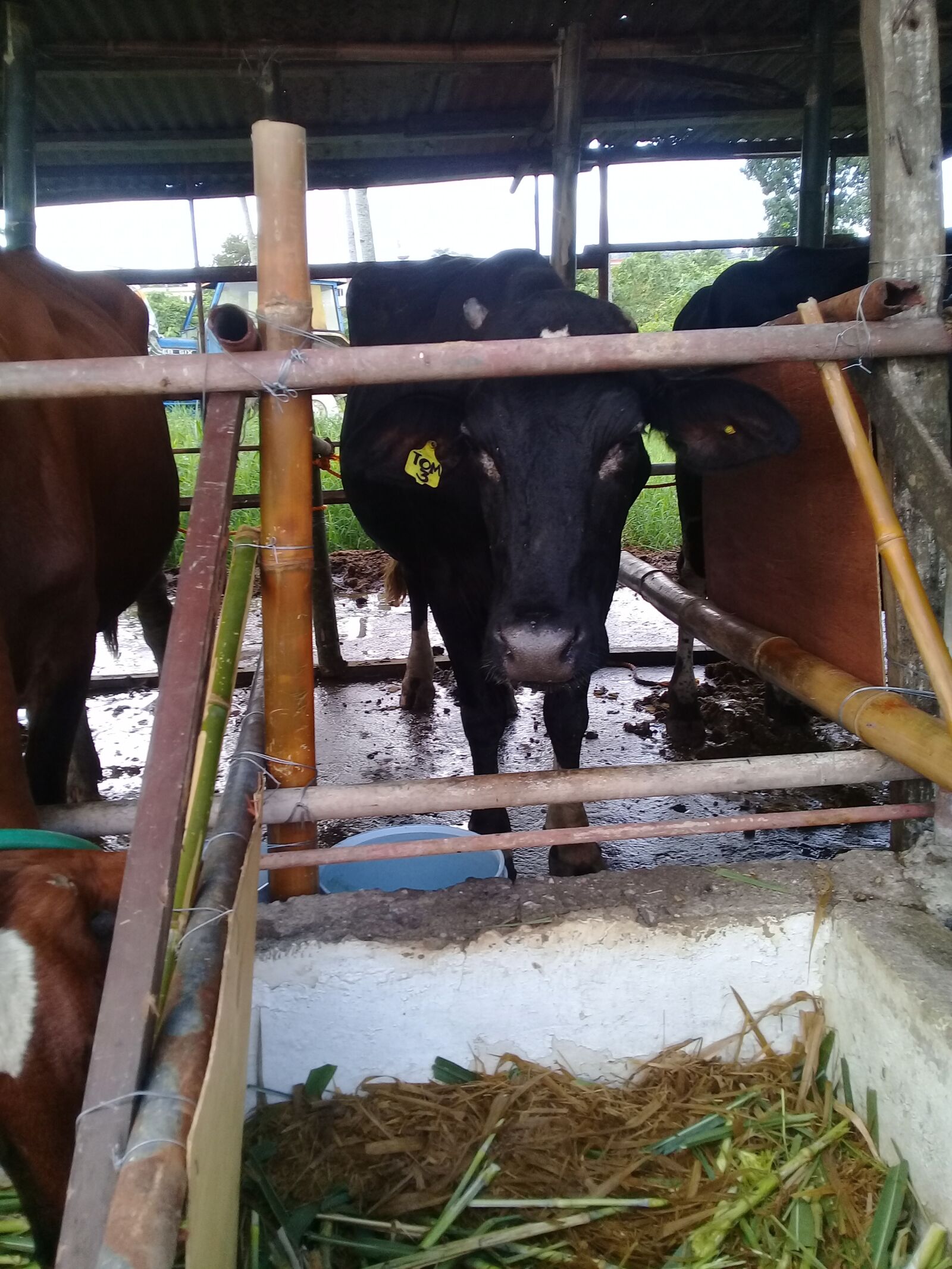 Samsung Galaxy J2 Prime sample photo. Cattle, bull, farm photography