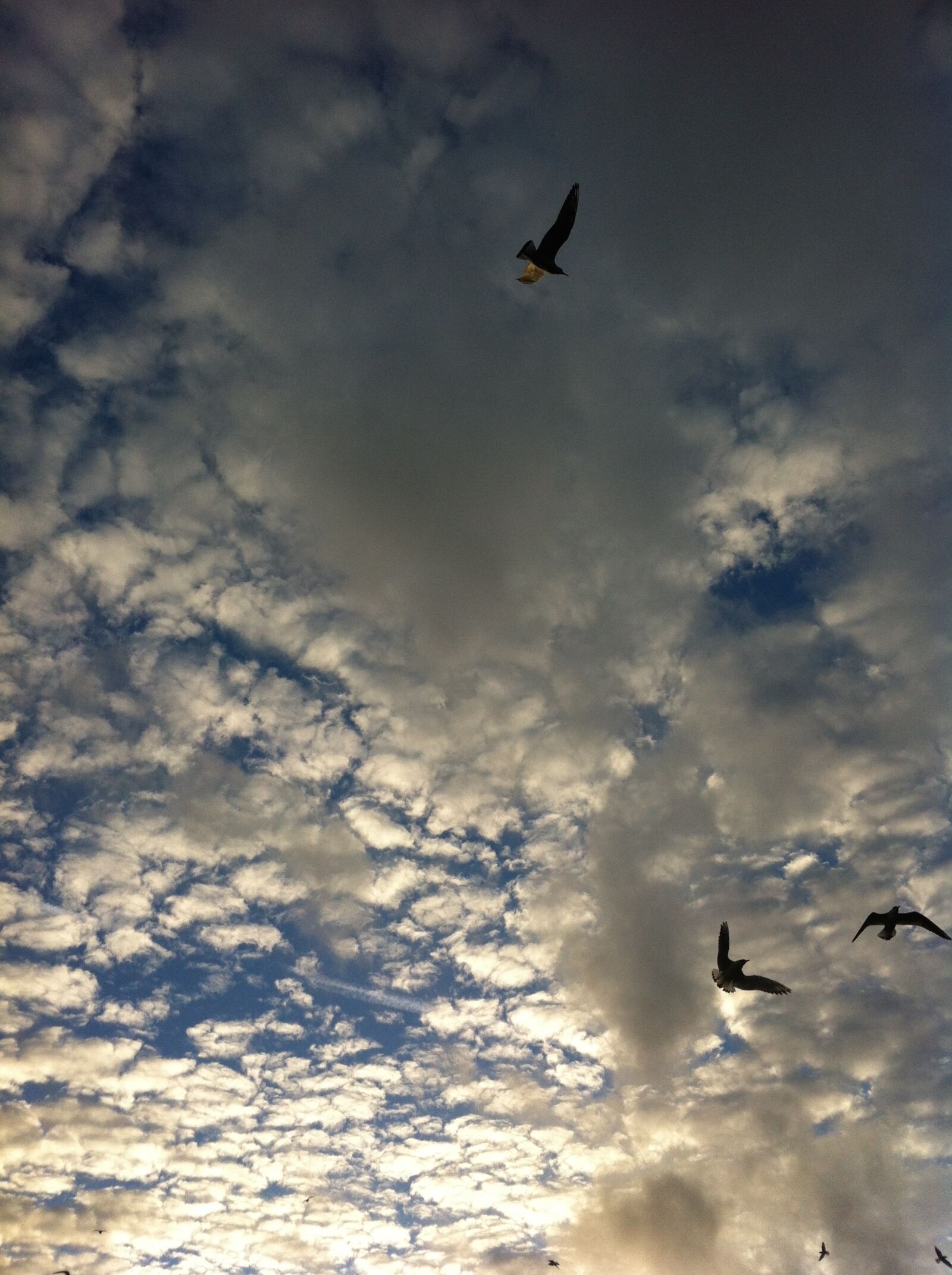 iPhone 4 back camera 3.85mm f/2.8 sample photo. Air, seagull, clouds photography