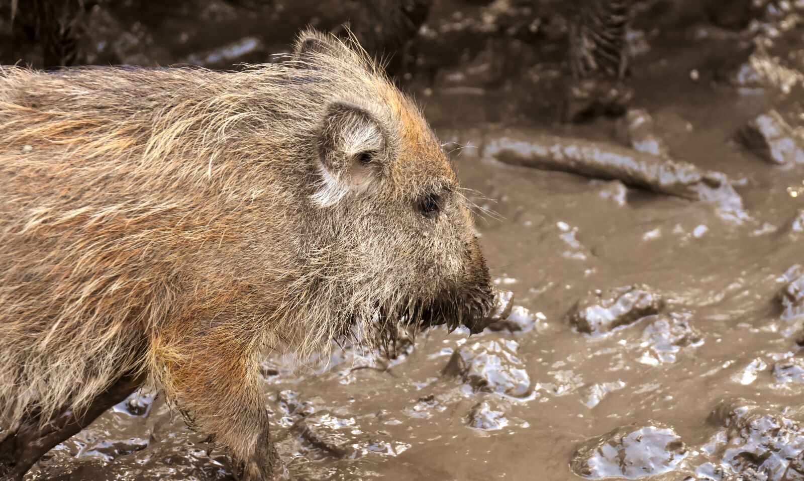 Nikon D7200 sample photo. Wild boars, animals, mud photography