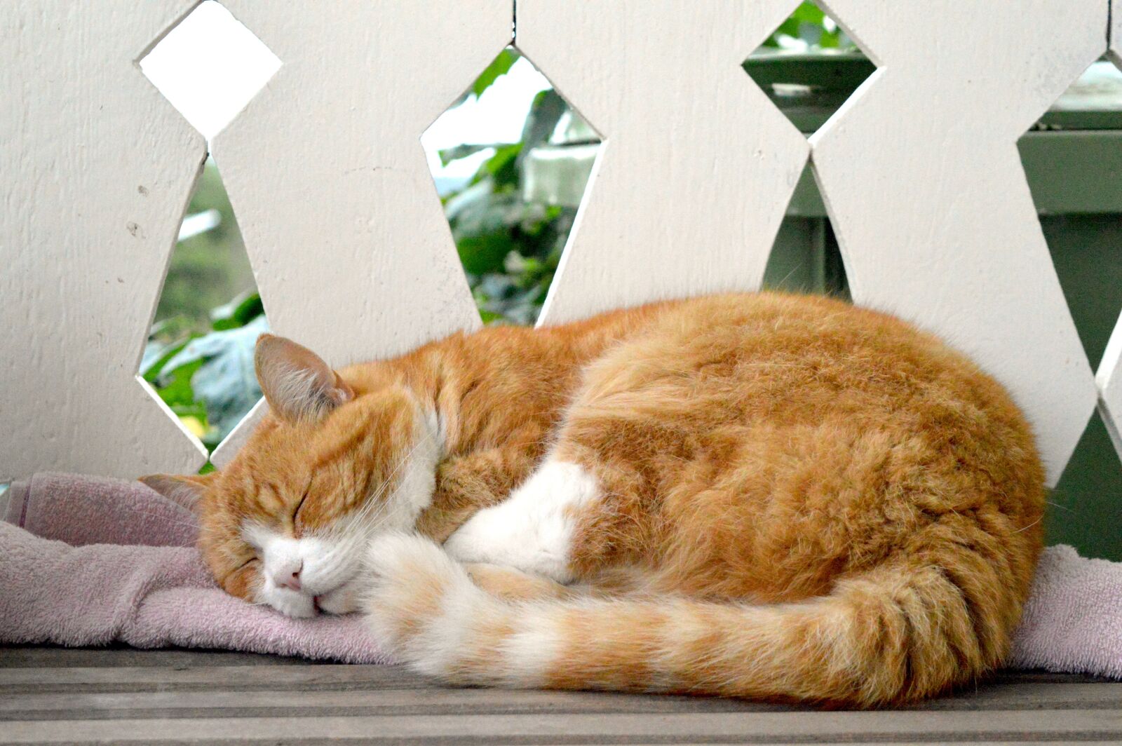 Nikon D3200 sample photo. Cat, pet, domestic cat photography