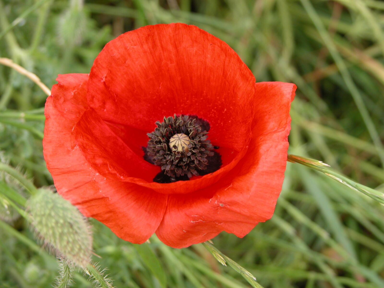 Nikon E5700 sample photo. Flower, poppy, nature photography