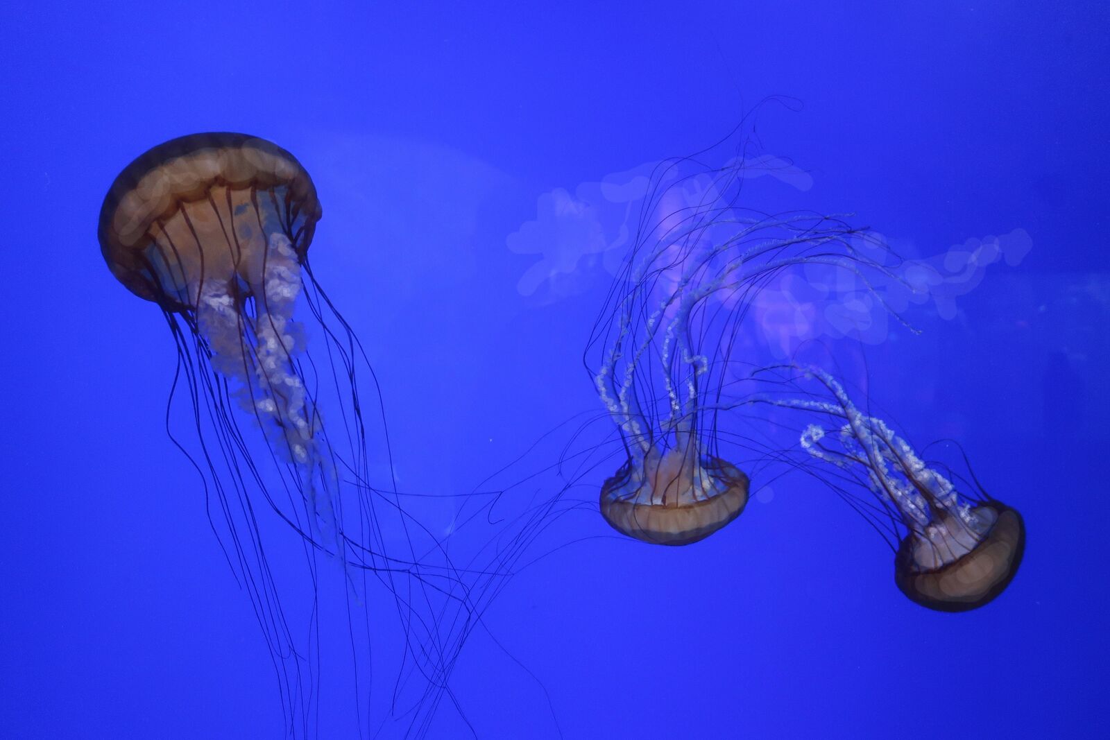 Canon PowerShot G7 X Mark II sample photo. Jellyfish, facific sea nettle photography