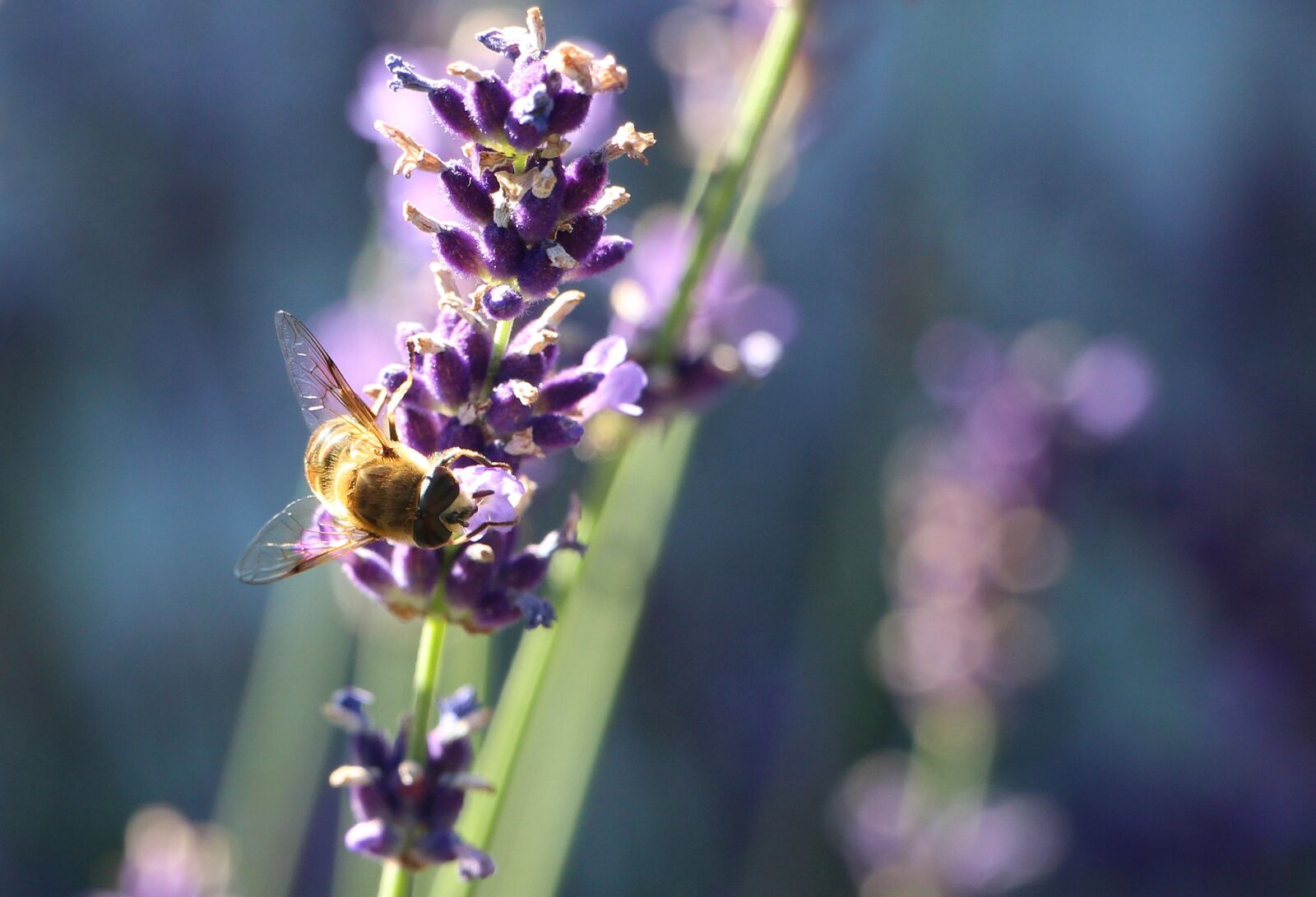 Canon EOS 650D (EOS Rebel T4i / EOS Kiss X6i) sample photo. Bee, nectar, lavender photography