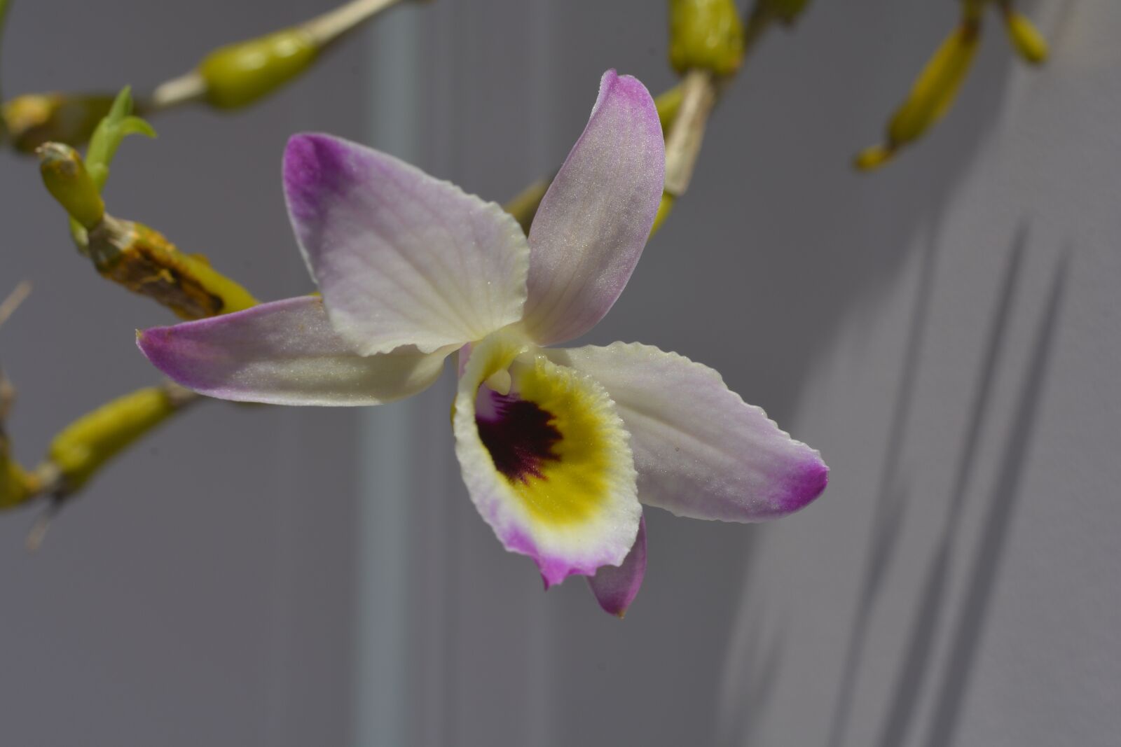 Nikon D7100 sample photo. Orchid, flower, pink photography