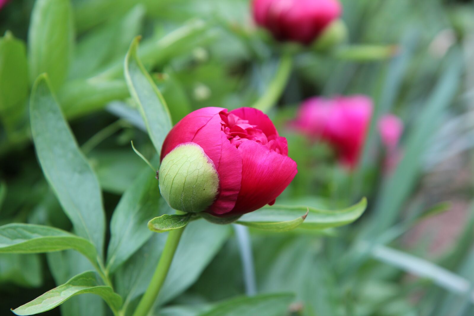 Canon EOS 600D (Rebel EOS T3i / EOS Kiss X5) sample photo. Peony, peony red, peony photography