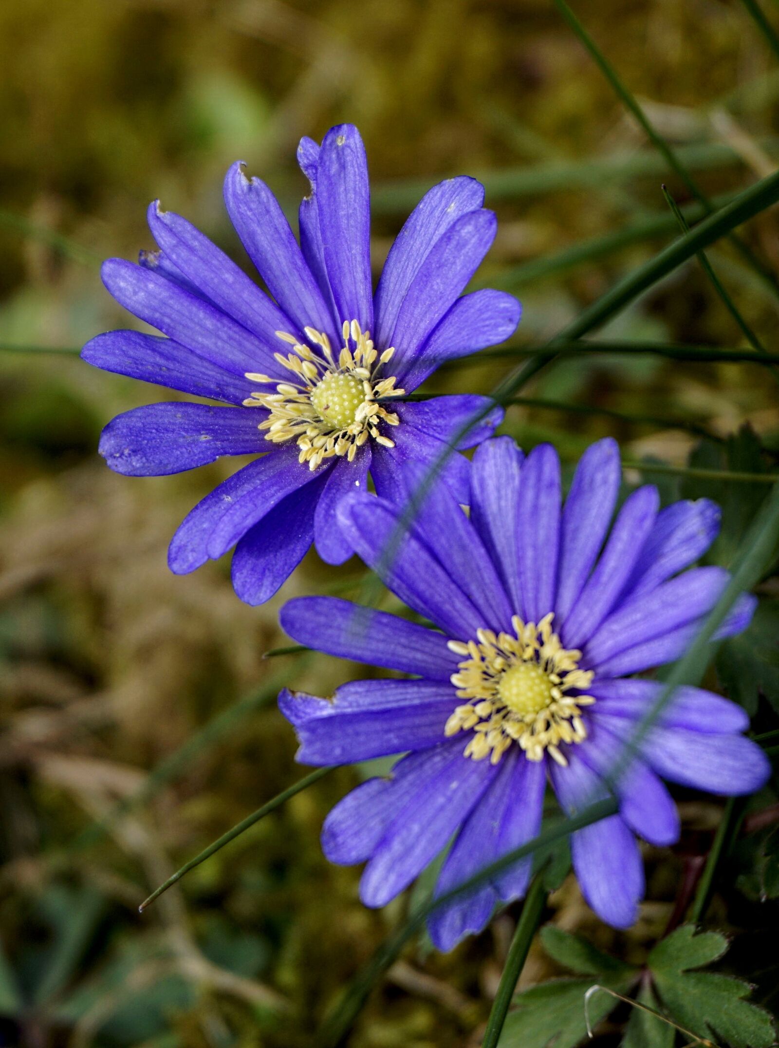 Sony E 16-50mm F3.5-5.6 PZ OSS sample photo. Anemone, flower, spring photography