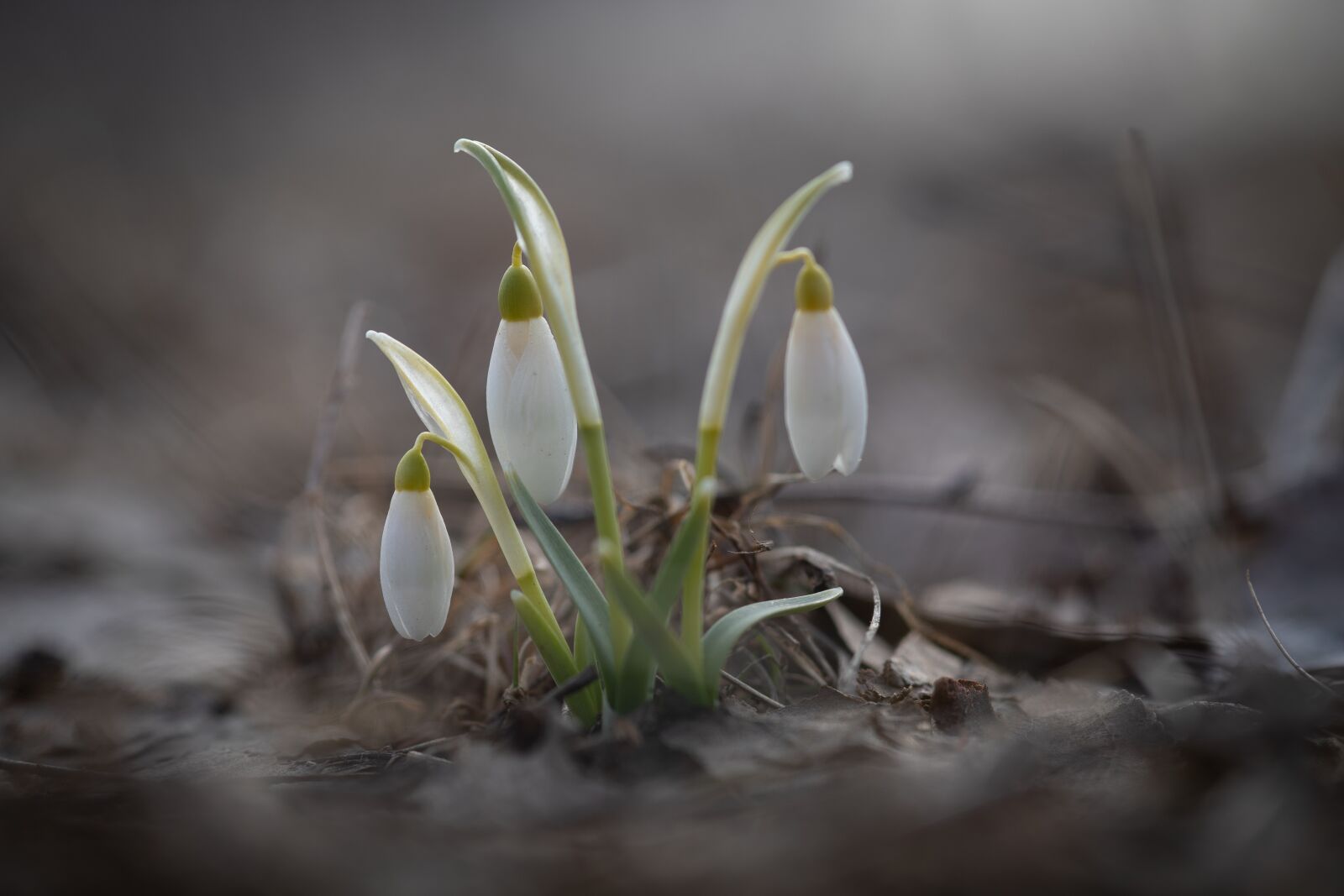 Canon EOS 6D Mark II sample photo. Flowers, snowdrop, spring photography