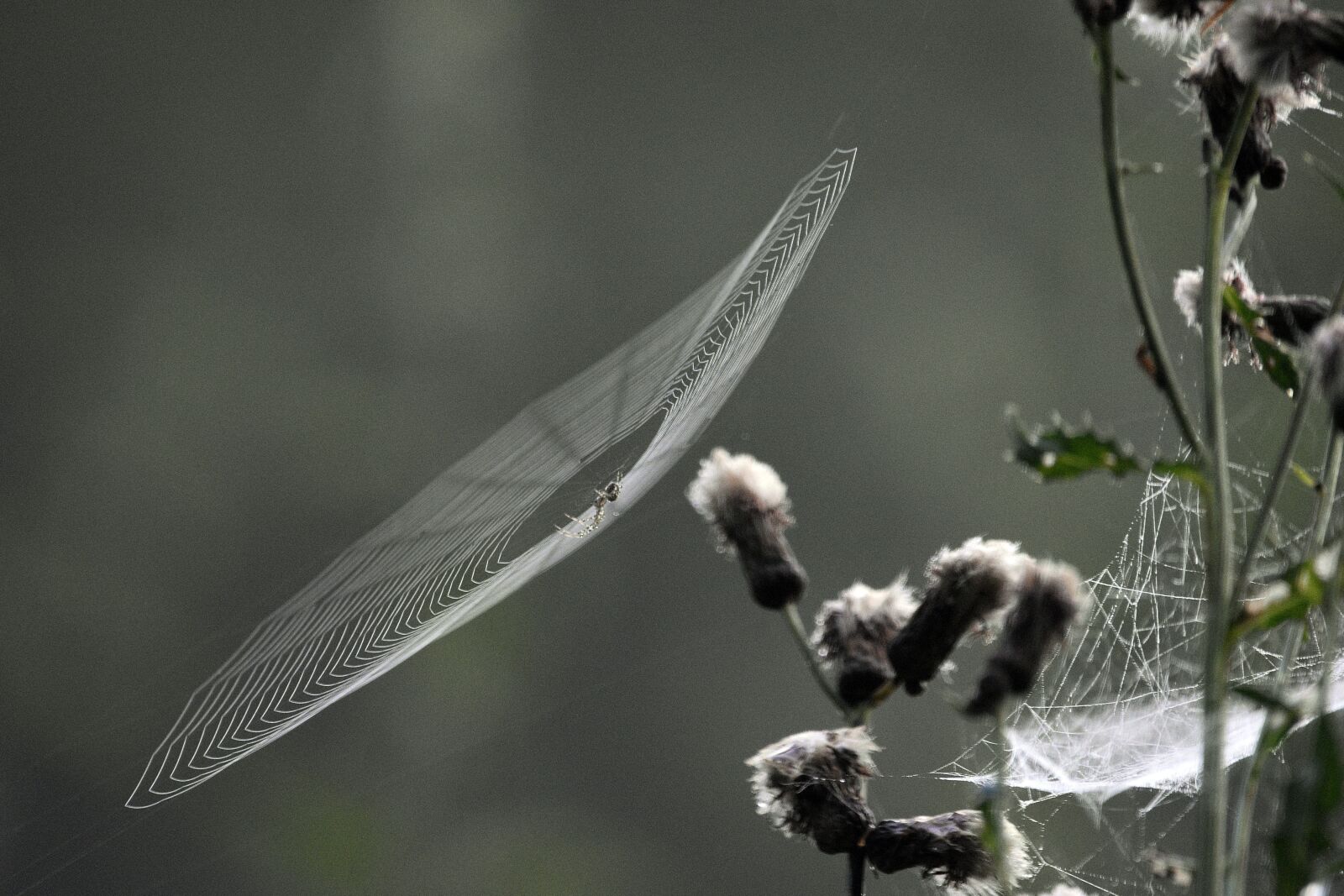 Nikon D3400 sample photo. Cobweb, spider, insect photography