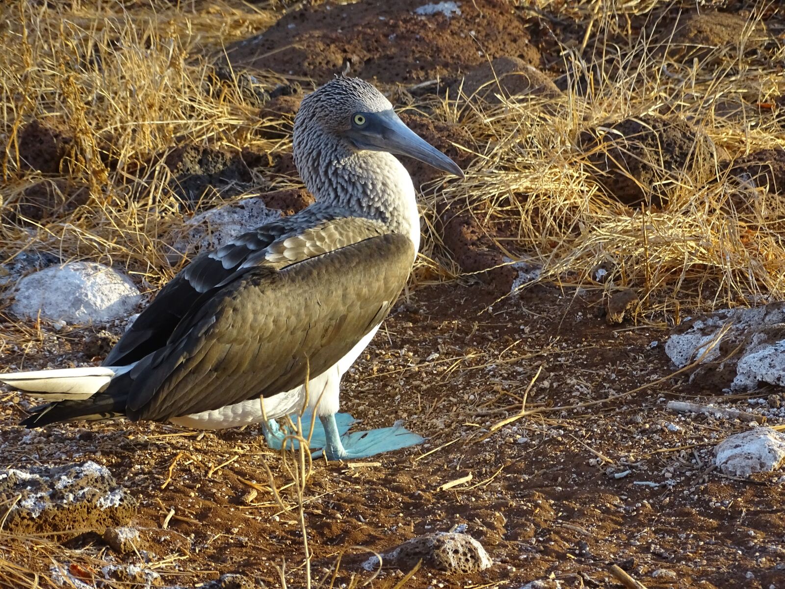 Sony Cyber-shot DSC-HX400V sample photo. Blue footed boobie, galapagos photography