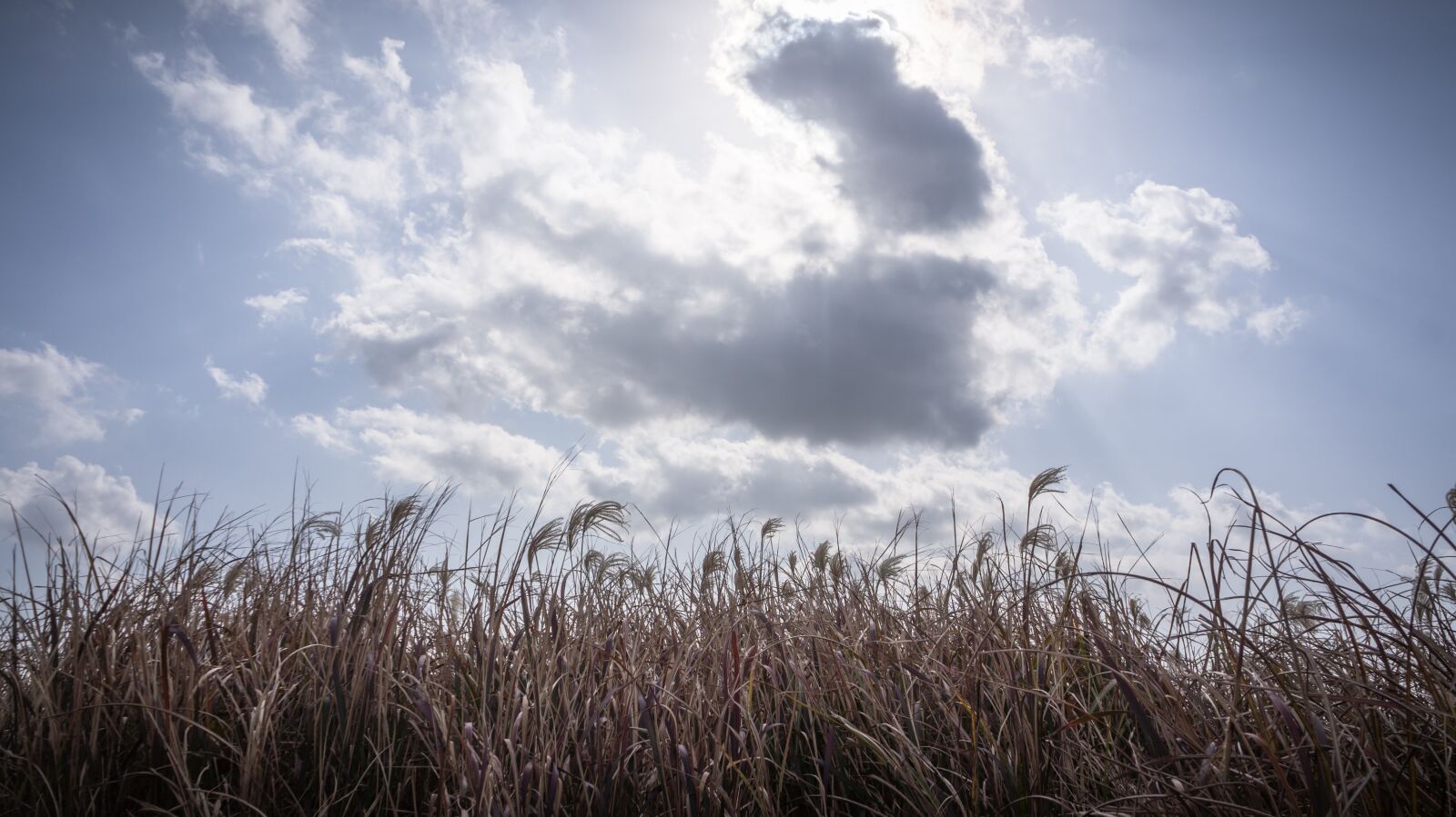Sony Alpha NEX-5N sample photo. Silver grass, autumn, nature photography