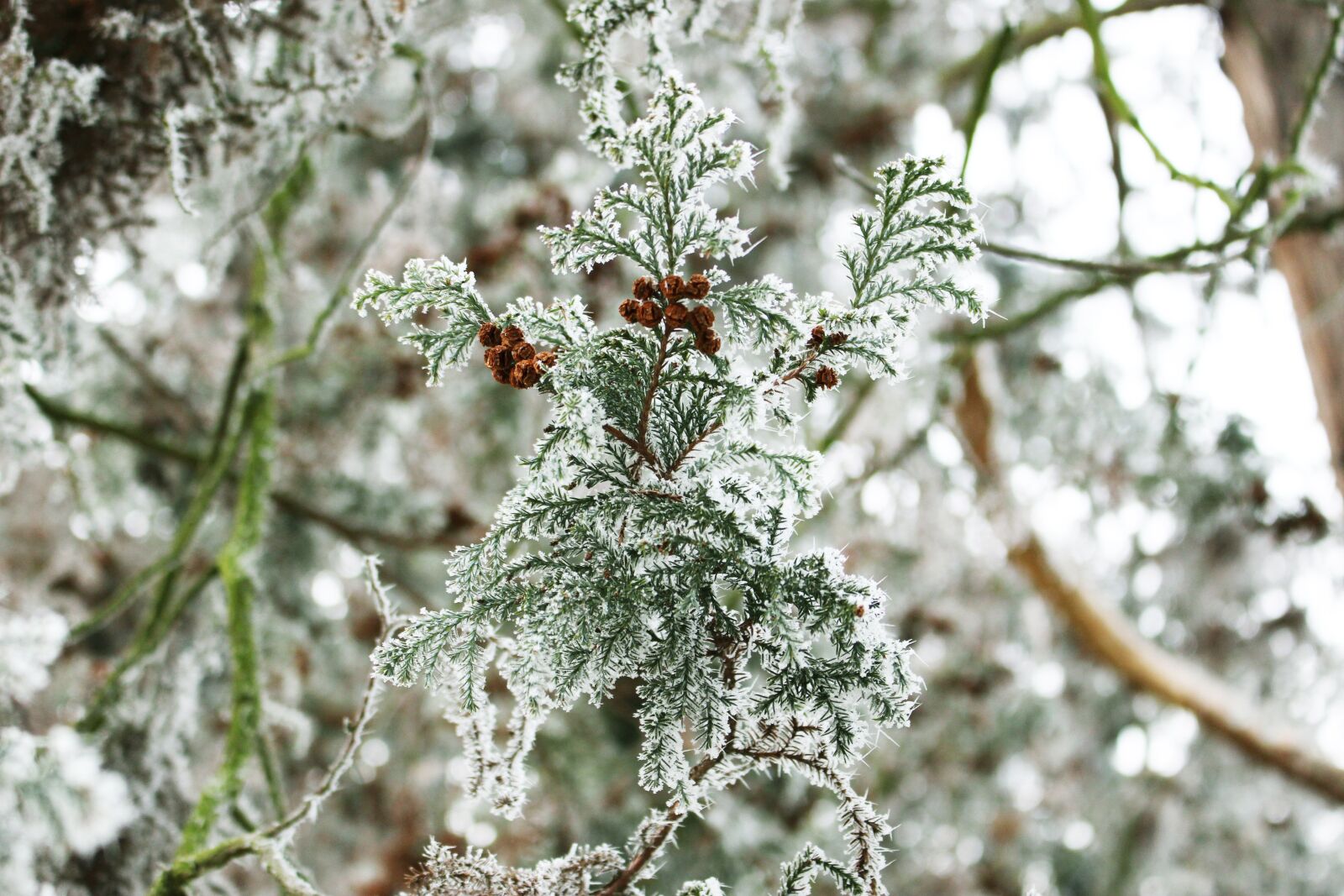 Canon EOS 100D (EOS Rebel SL1 / EOS Kiss X7) sample photo. Winter, frost, snow photography