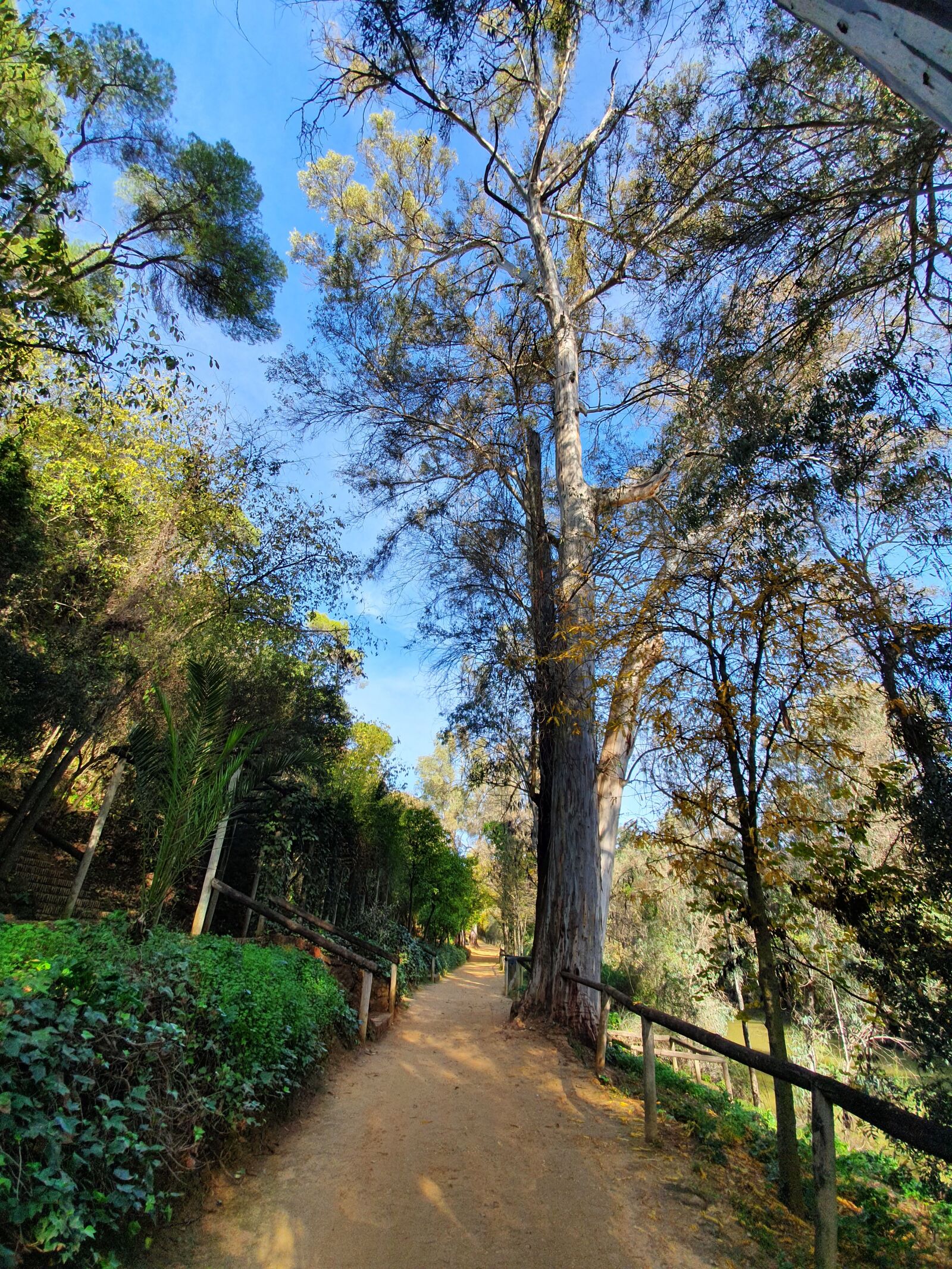 Samsung Galaxy S10+ sample photo. árbol, camino, verde photography