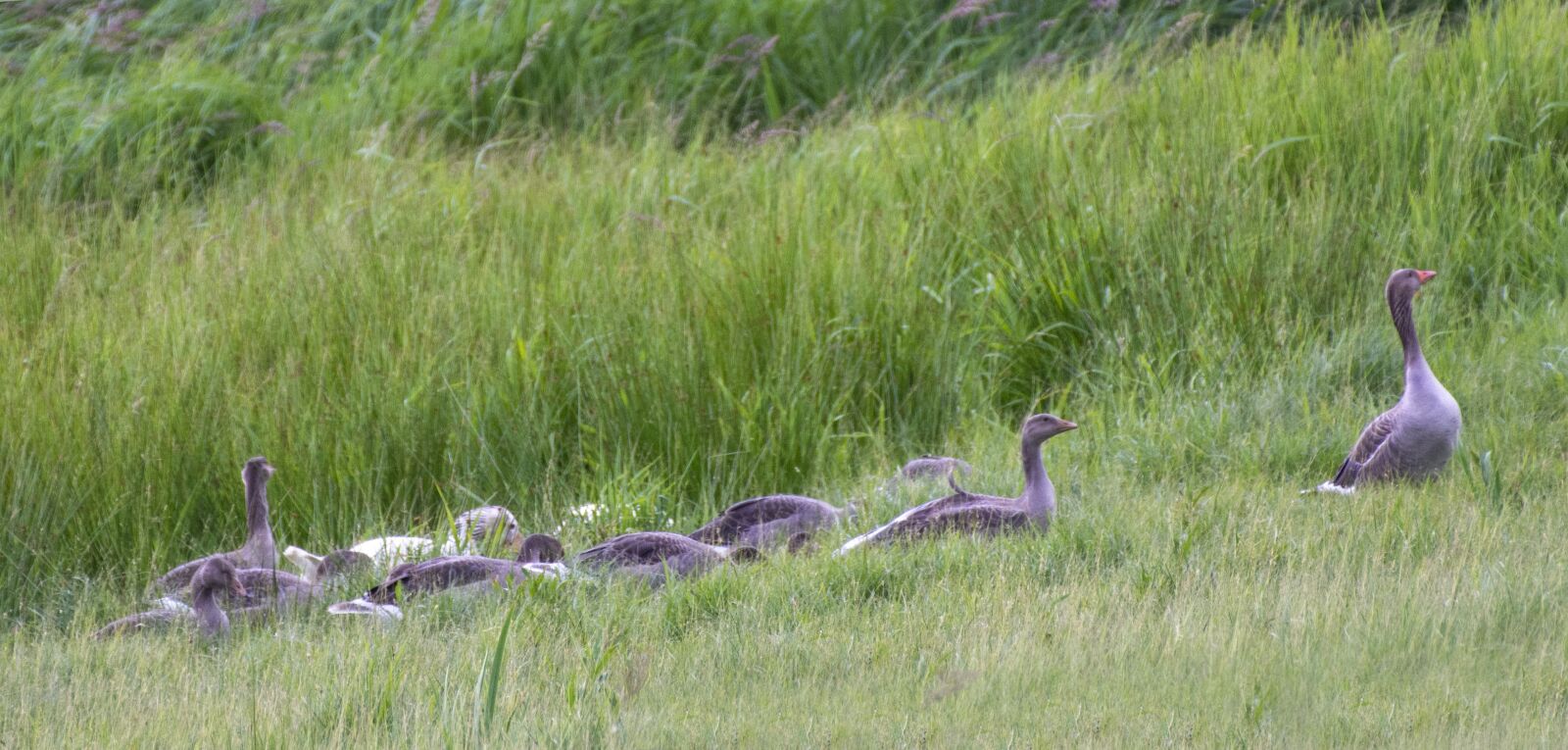 Nikon D7200 sample photo. Goose, offspring, animals photography