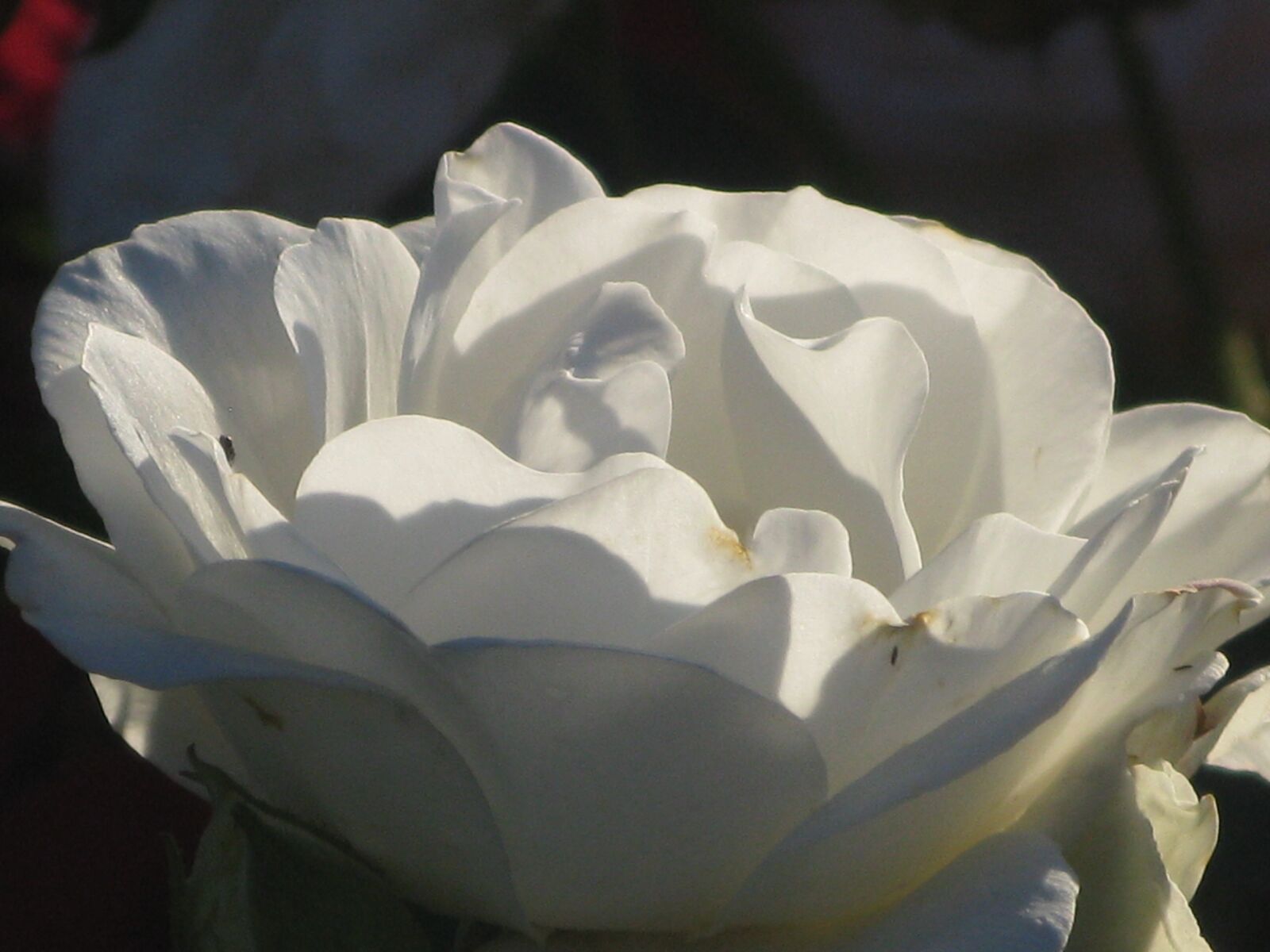 Canon POWERSHOT G9 sample photo. Rose, white, blossom photography
