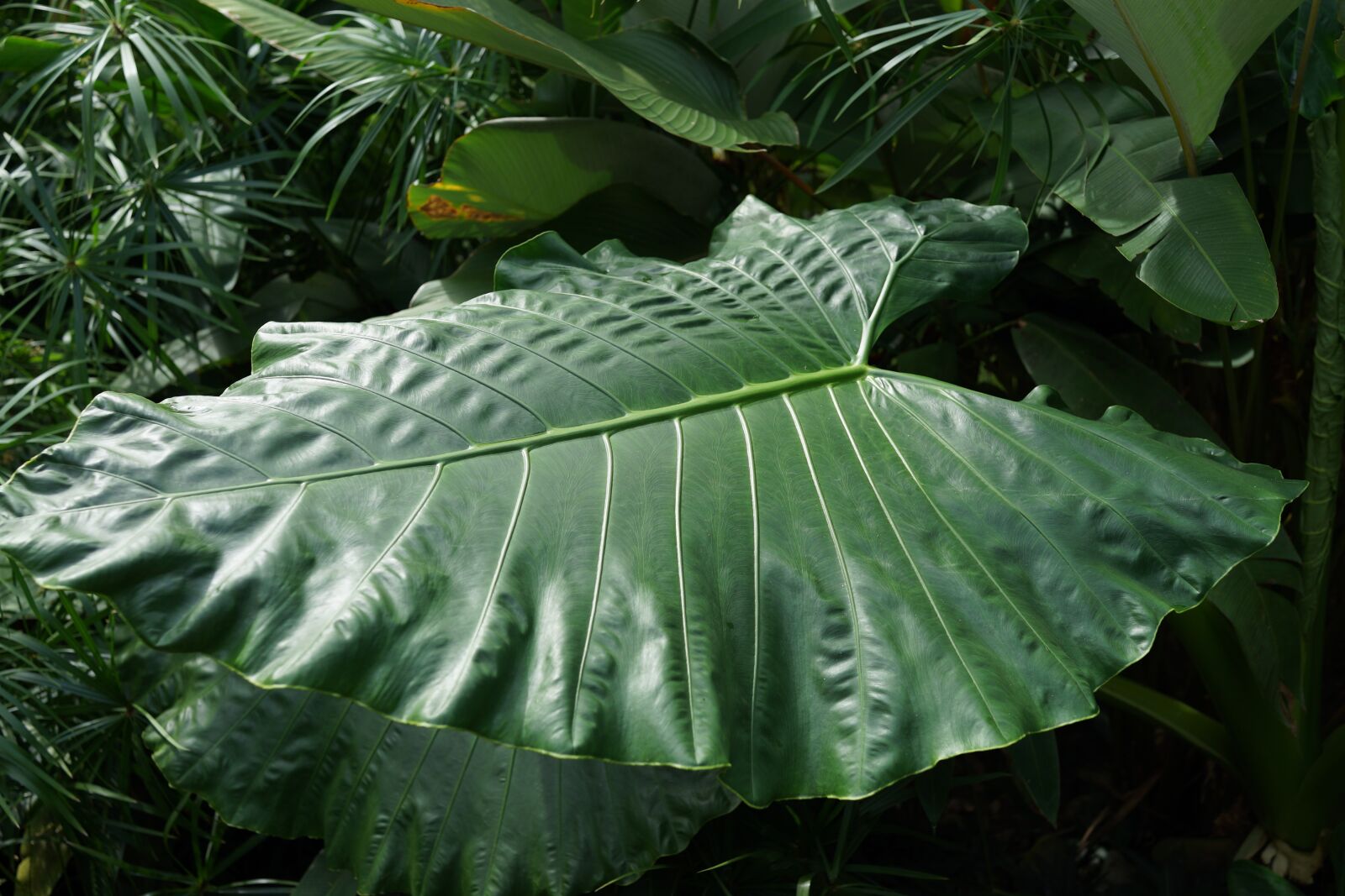 Sony Cyber-shot DSC-RX1R sample photo. Large forest leaf, yam photography