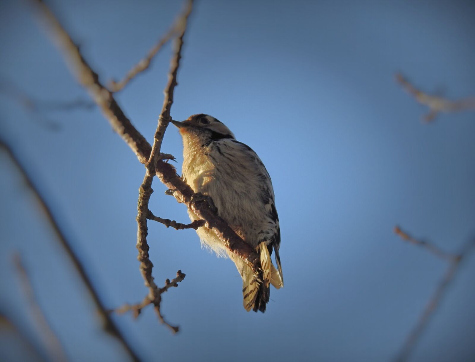 Nikon Coolpix P900 sample photo. Birds, woodpecker, sky photography