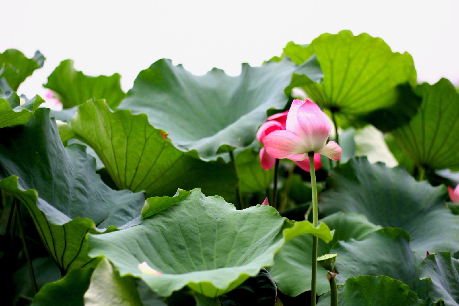 Canon EOS 40D sample photo. Lotus, green, summer photography
