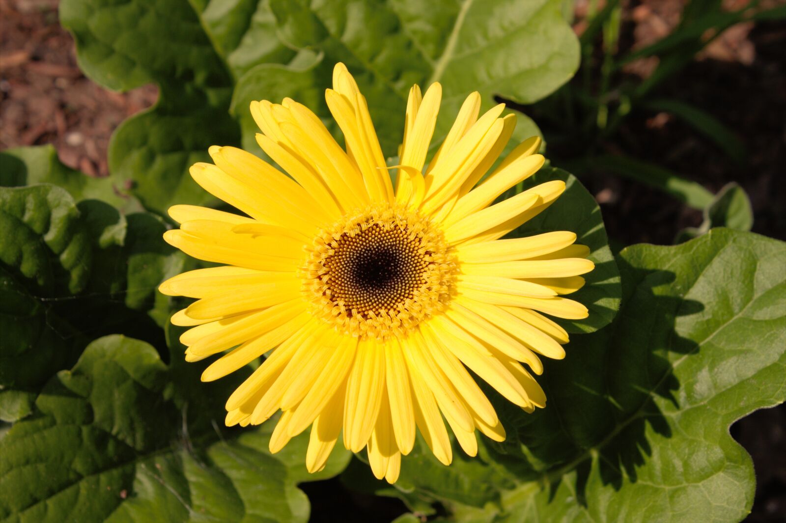Canon EOS 1100D (EOS Rebel T3 / EOS Kiss X50) sample photo. Flower, nature, spring photography