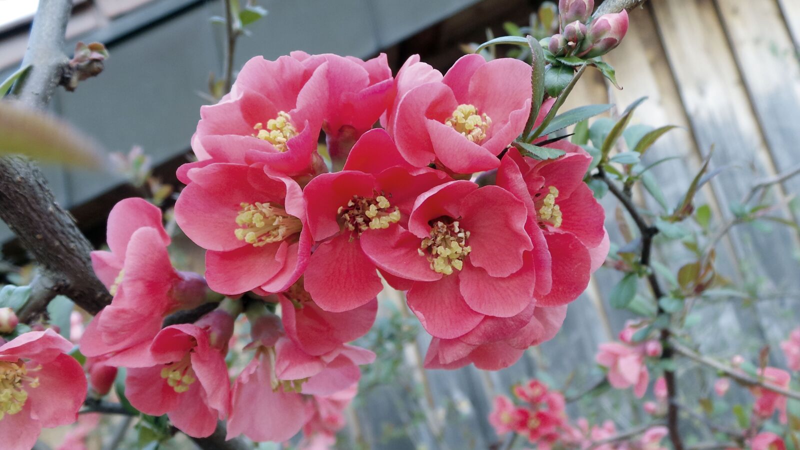 Samsung Galaxy Camera (Wi-Fi) sample photo. Ornamental quince, chaenomeles, bush photography