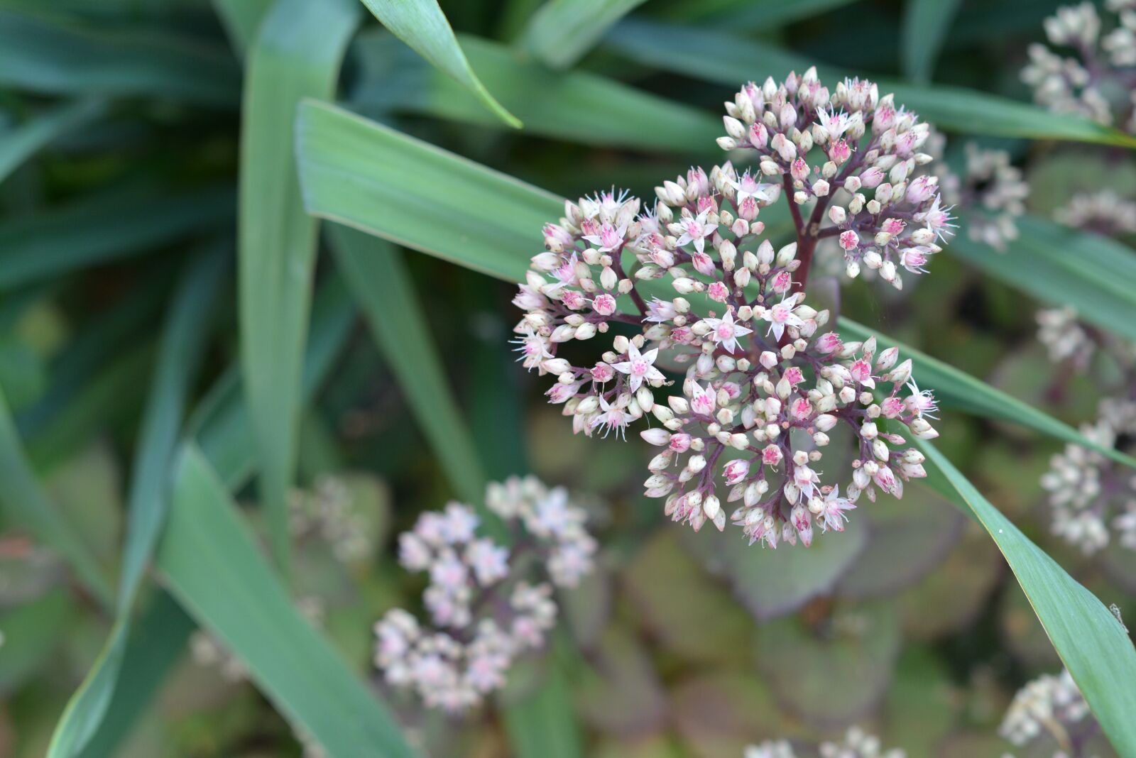 Nikon D5200 sample photo. Kamchatka stonecrop, perennial, sedum photography
