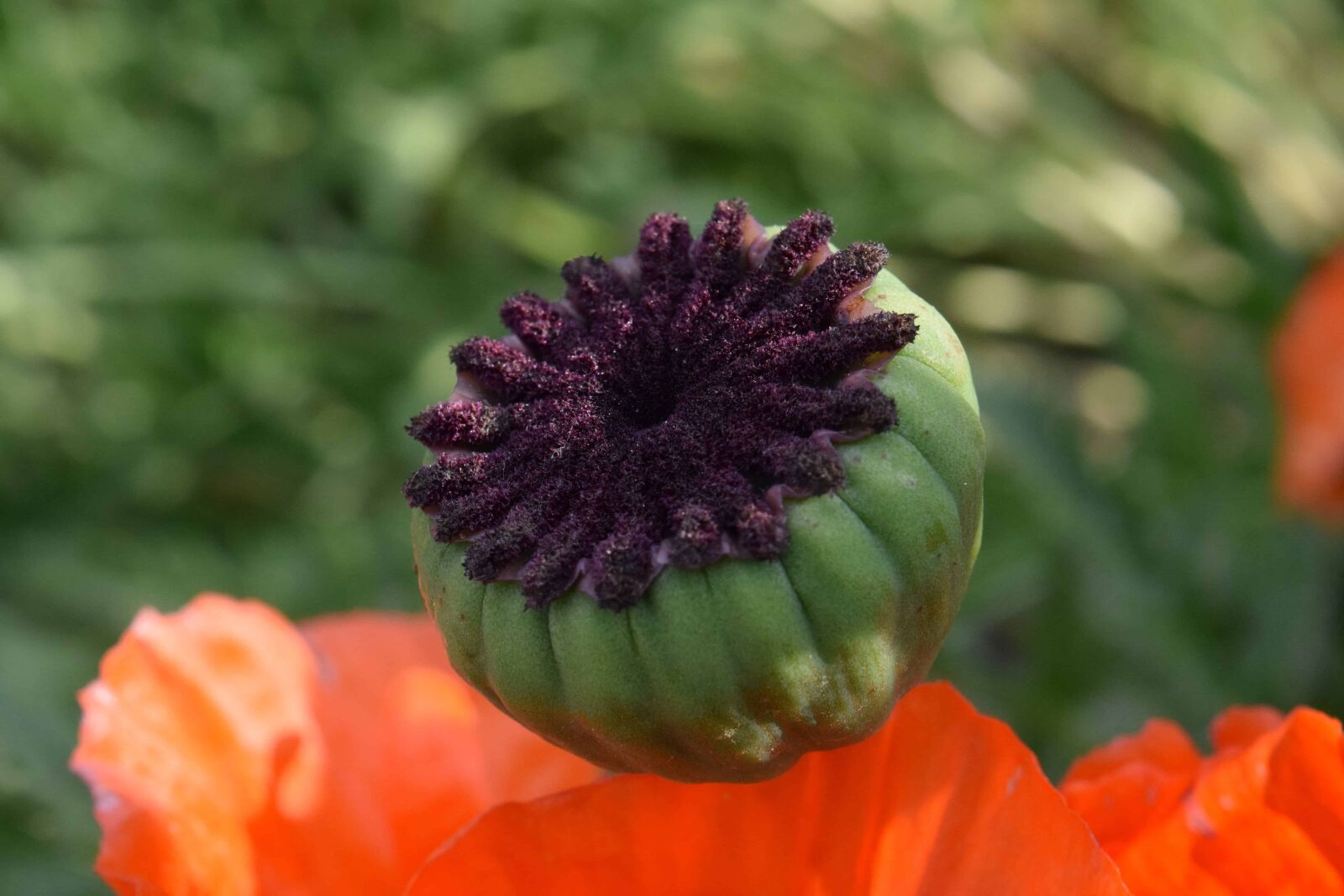Nikon D3300 sample photo. Flora, wildflower, macro, detail photography