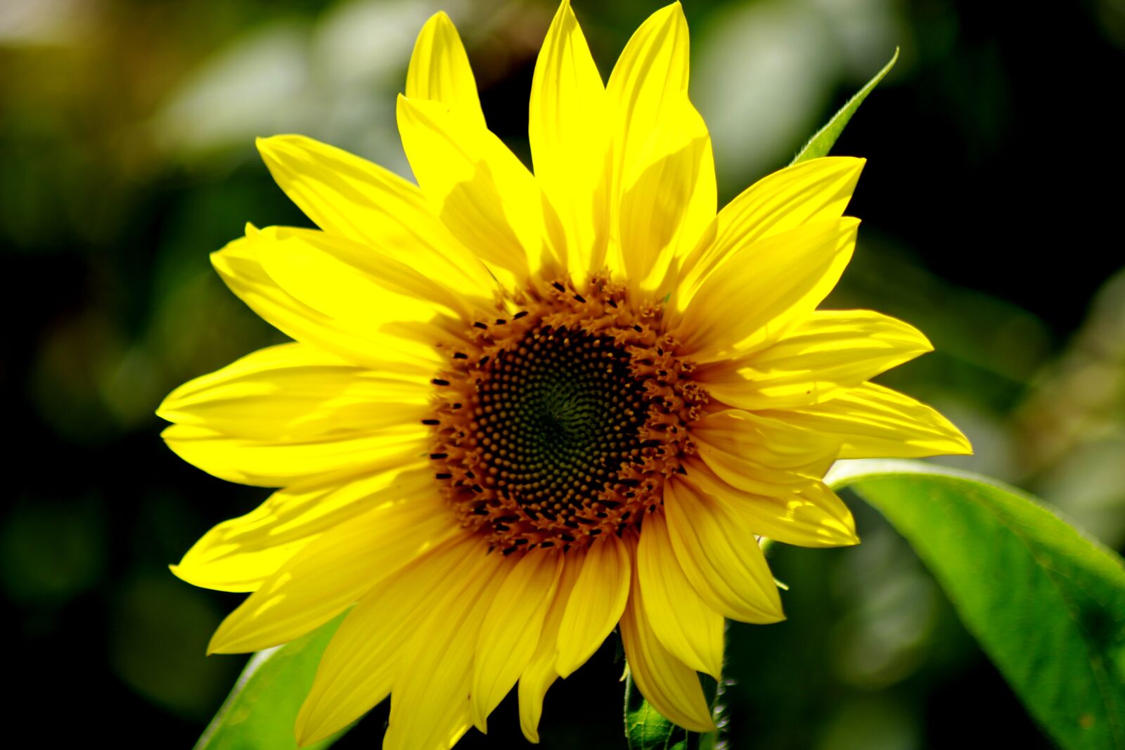 Canon EOS 100D (EOS Rebel SL1 / EOS Kiss X7) sample photo. Sunflower, yellow, light photography