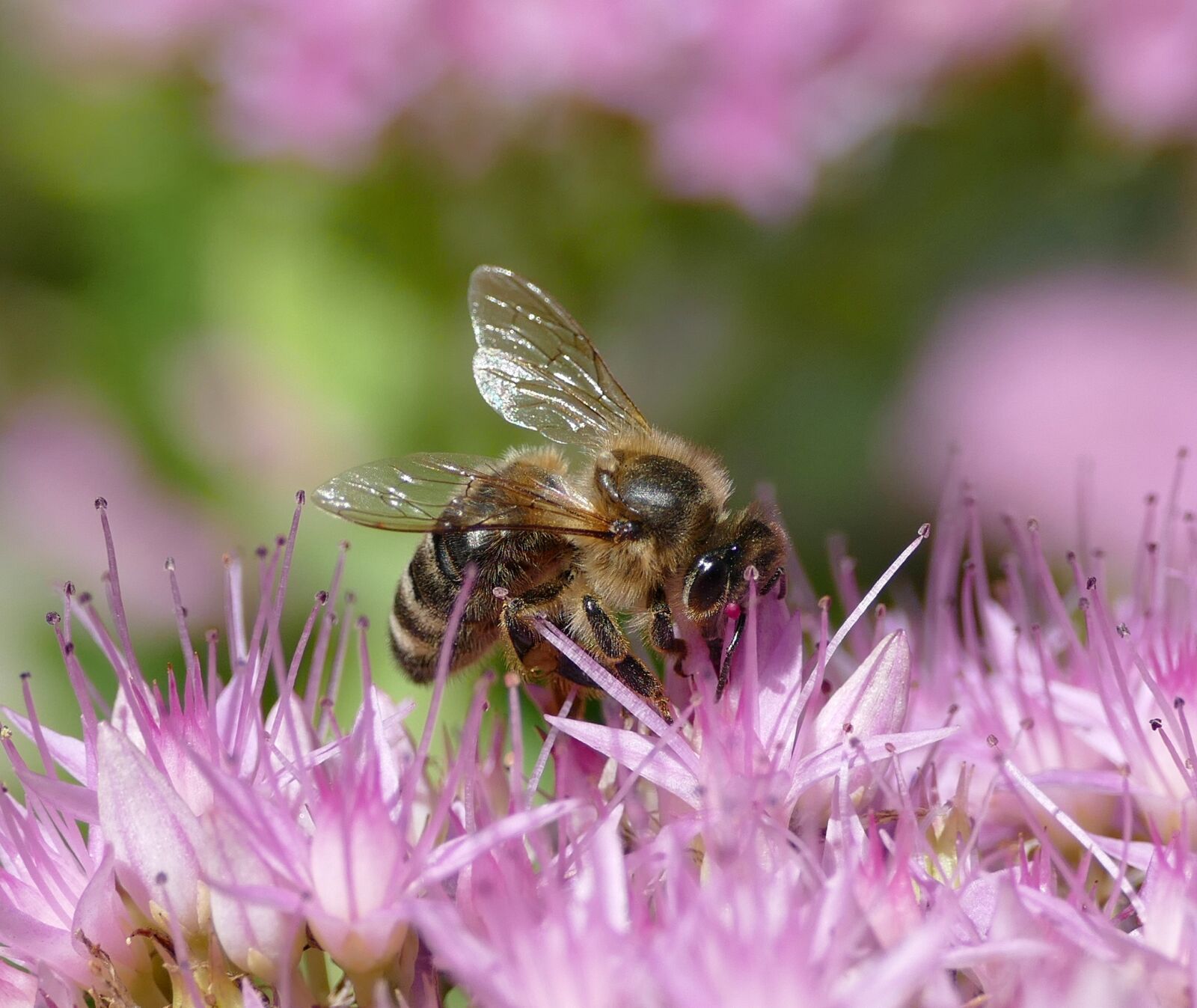 Panasonic Lumix DMC-FZ1000 sample photo. Bee, insect, apis mellifica photography