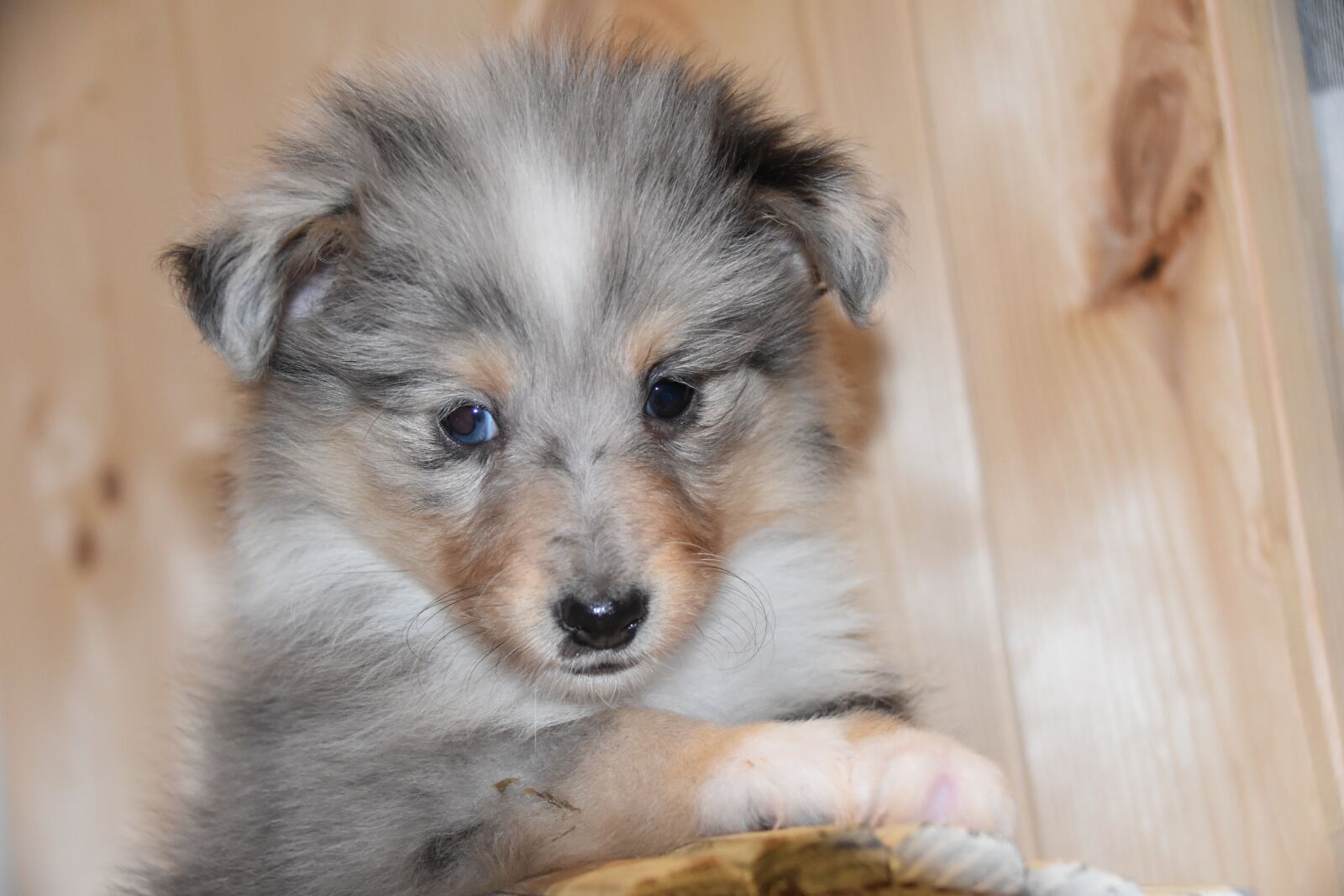Nikon D5600 sample photo. Dog, puppy, shepherd shetland photography