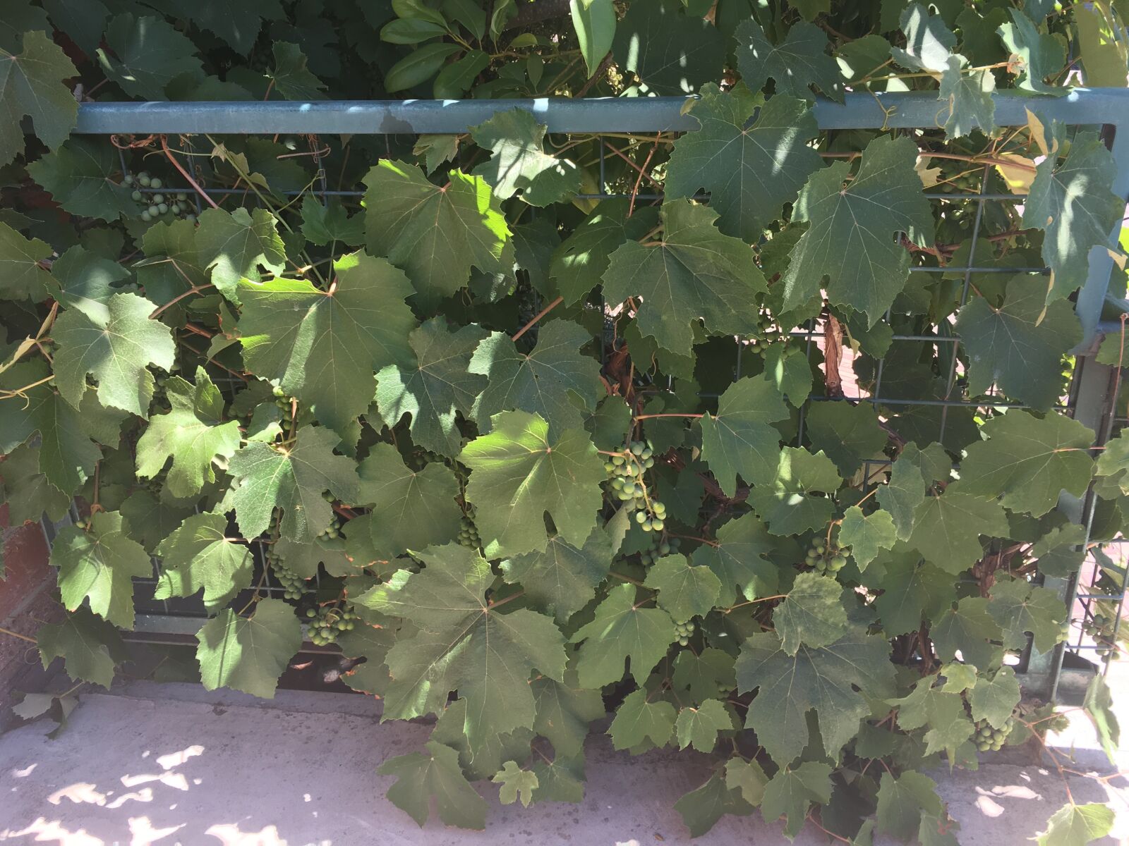 Apple iPhone 6s sample photo. Grapevine, outdoors, summer photography