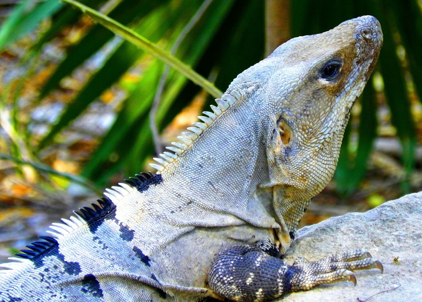 Kodak EasyShare Z981 sample photo. Iguana, fauna, reptile photography