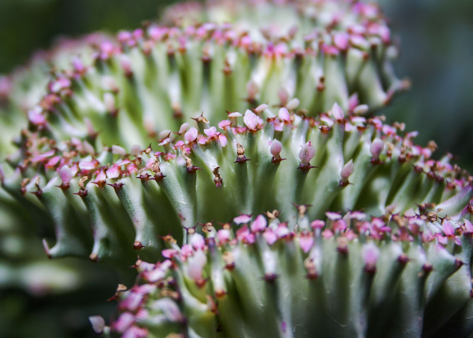Canon EF-S 18-55mm F3.5-5.6 II sample photo. Cactus, plant, prickly photography