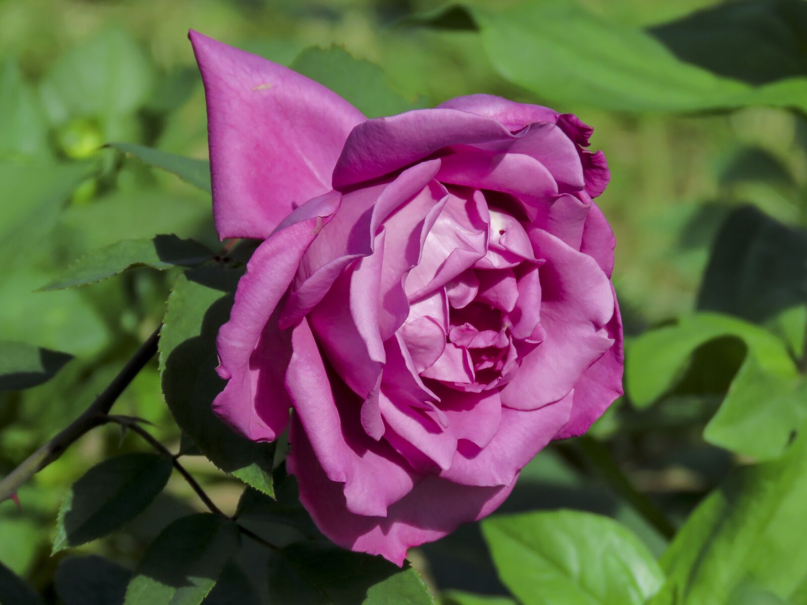 Canon PowerShot SX60 HS sample photo. Rose, flower, pink photography