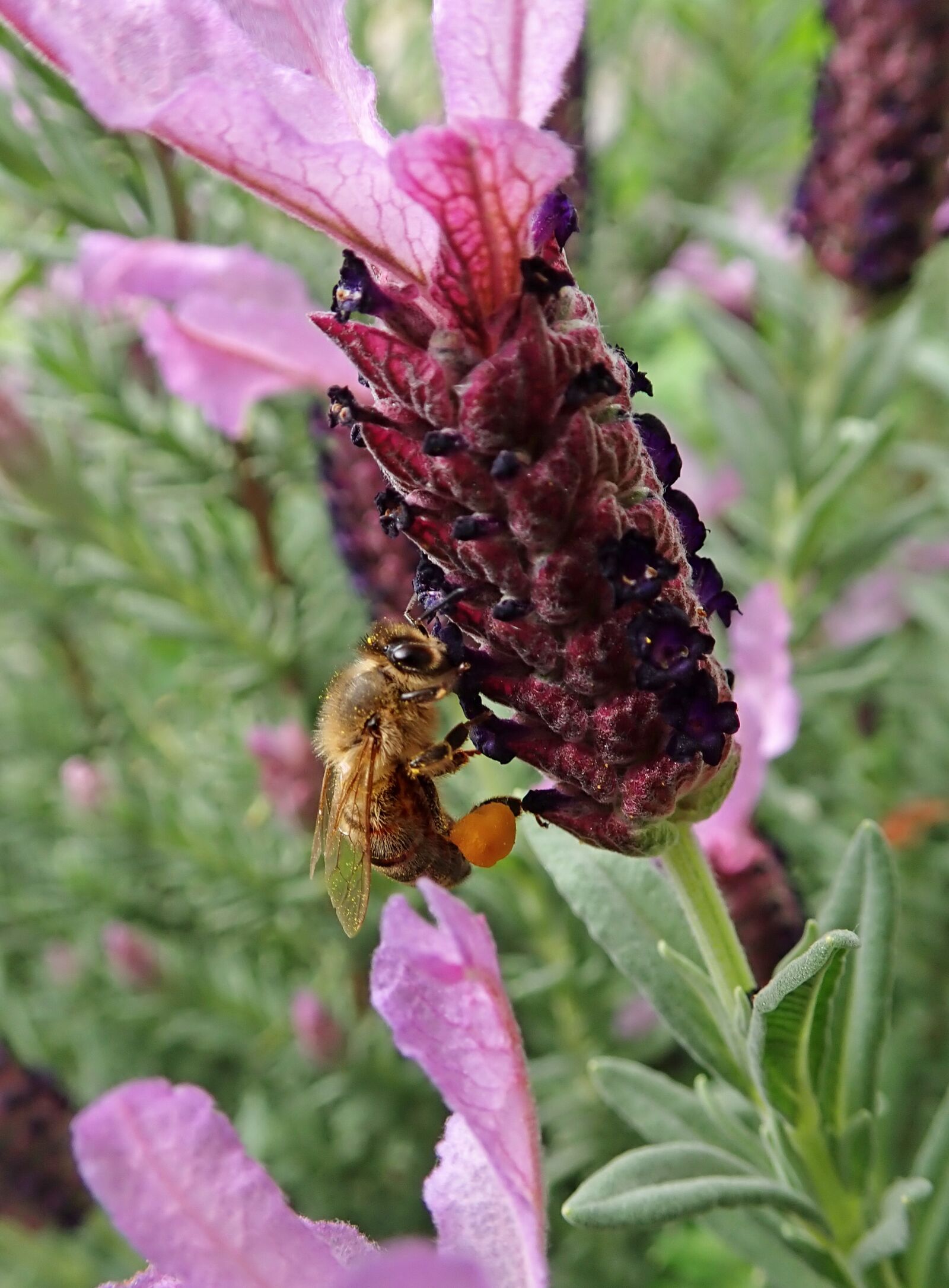 Olympus TG-5 sample photo. Lavender, flower, bee photography