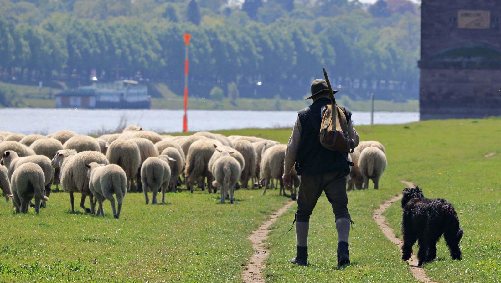 Canon EOS 80D sample photo. Sheep, livestock, agriculture, grass photography